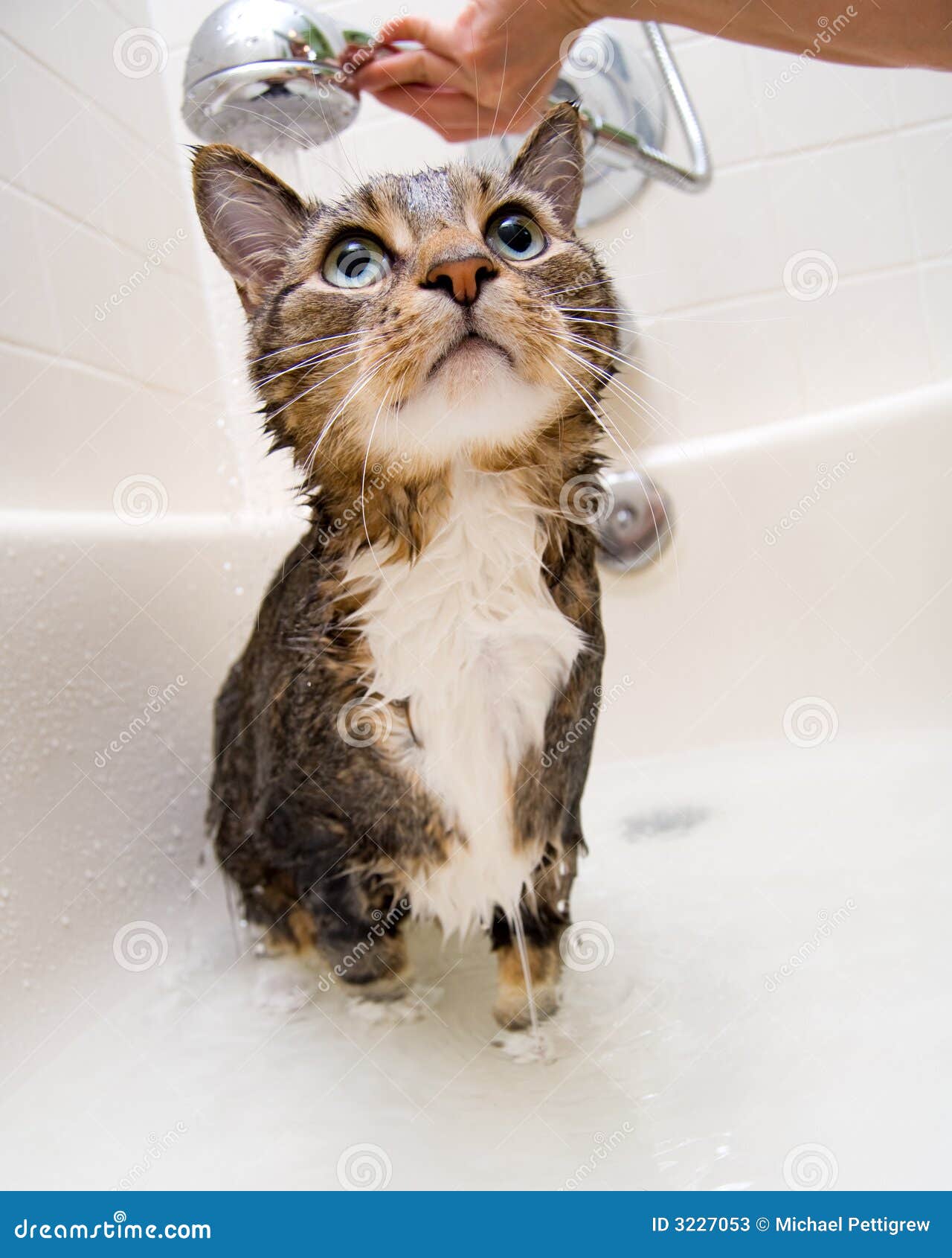 Gato en la ducha imagen de archivo. Imagen de colada, mojado 3227053