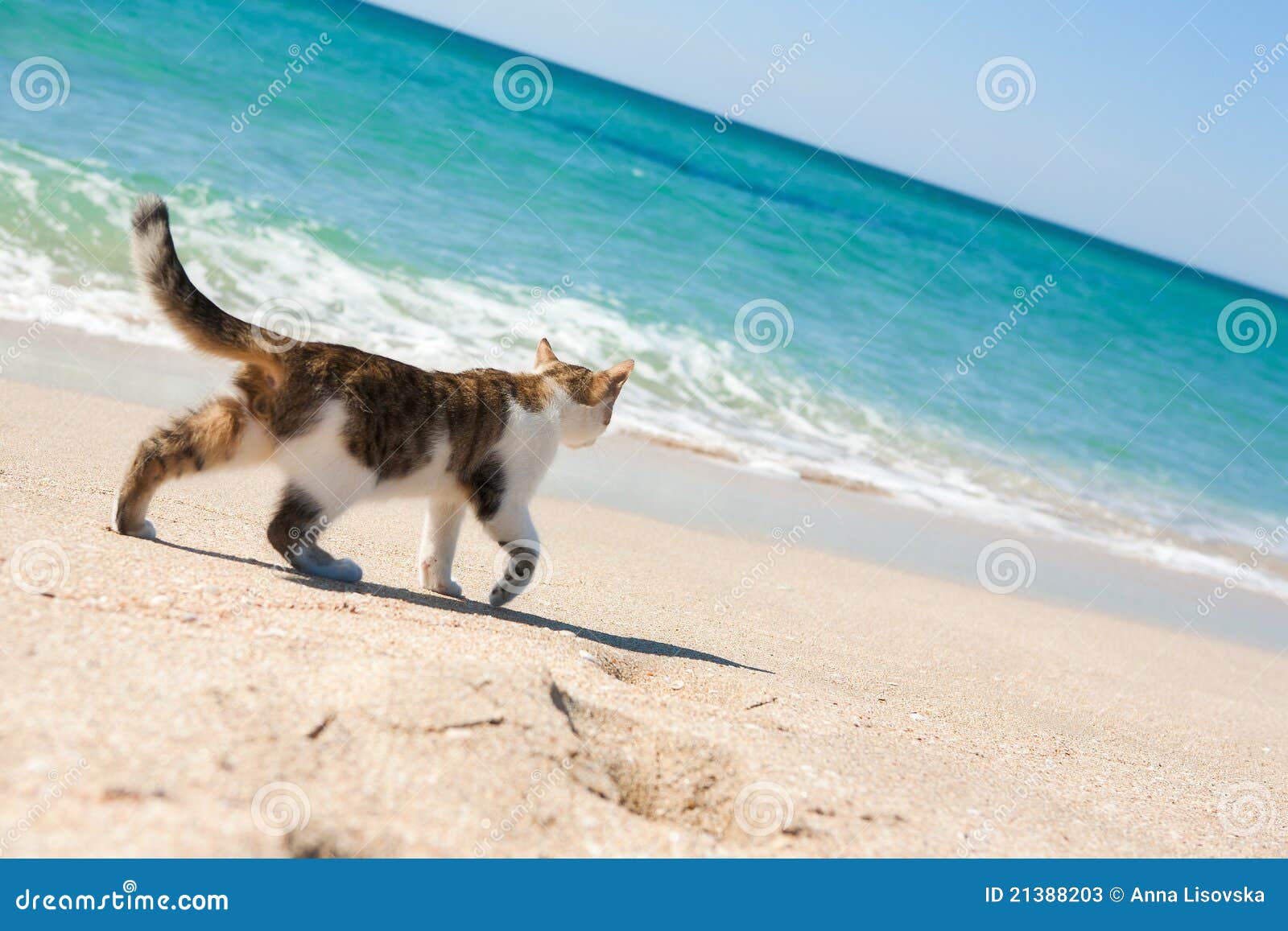 Gato en la playa imagen de archivo. Imagen de escena 21388203