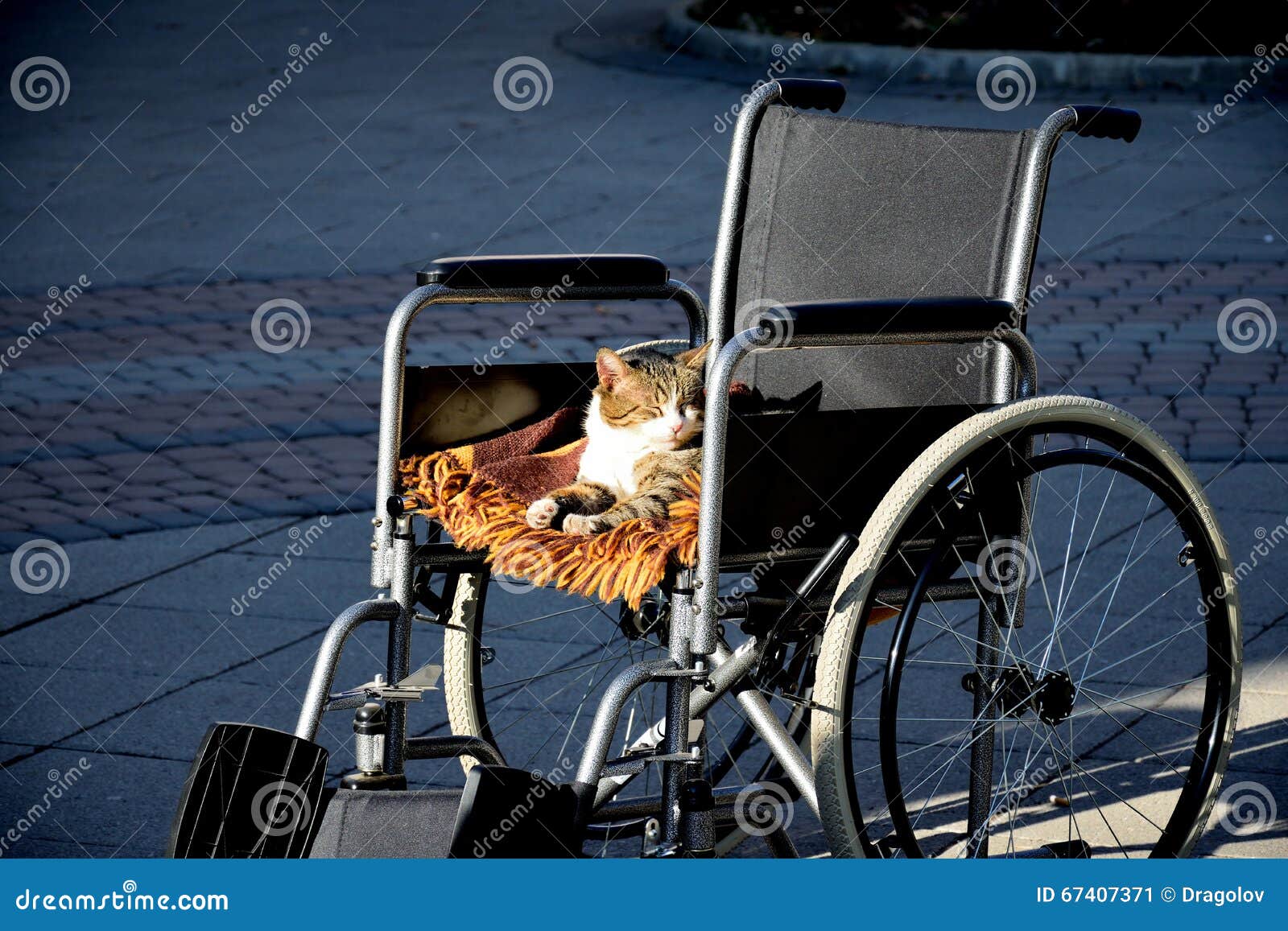 https://thumbs.dreamstime.com/z/gato-en-una-silla-de-ruedas-67407371.jpg