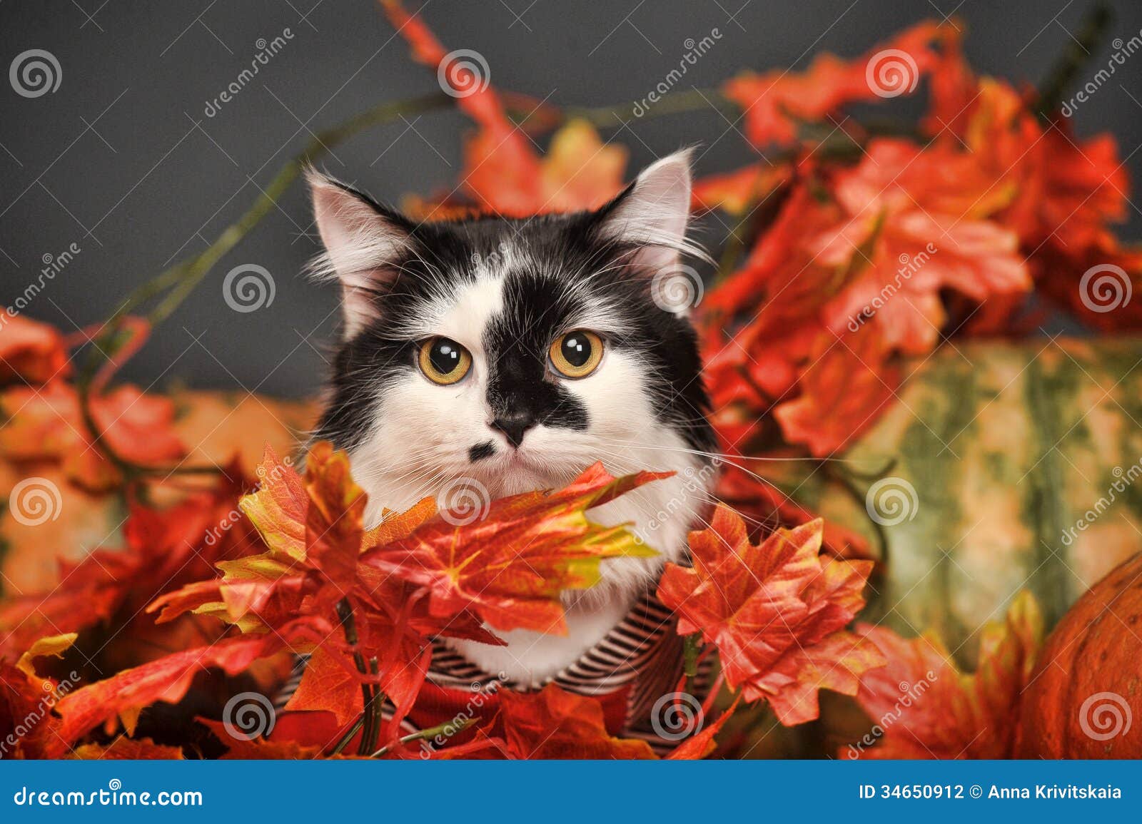 Gato Entre Las Hojas De Otoño Foto de archivo Imagen de pelo, gatos