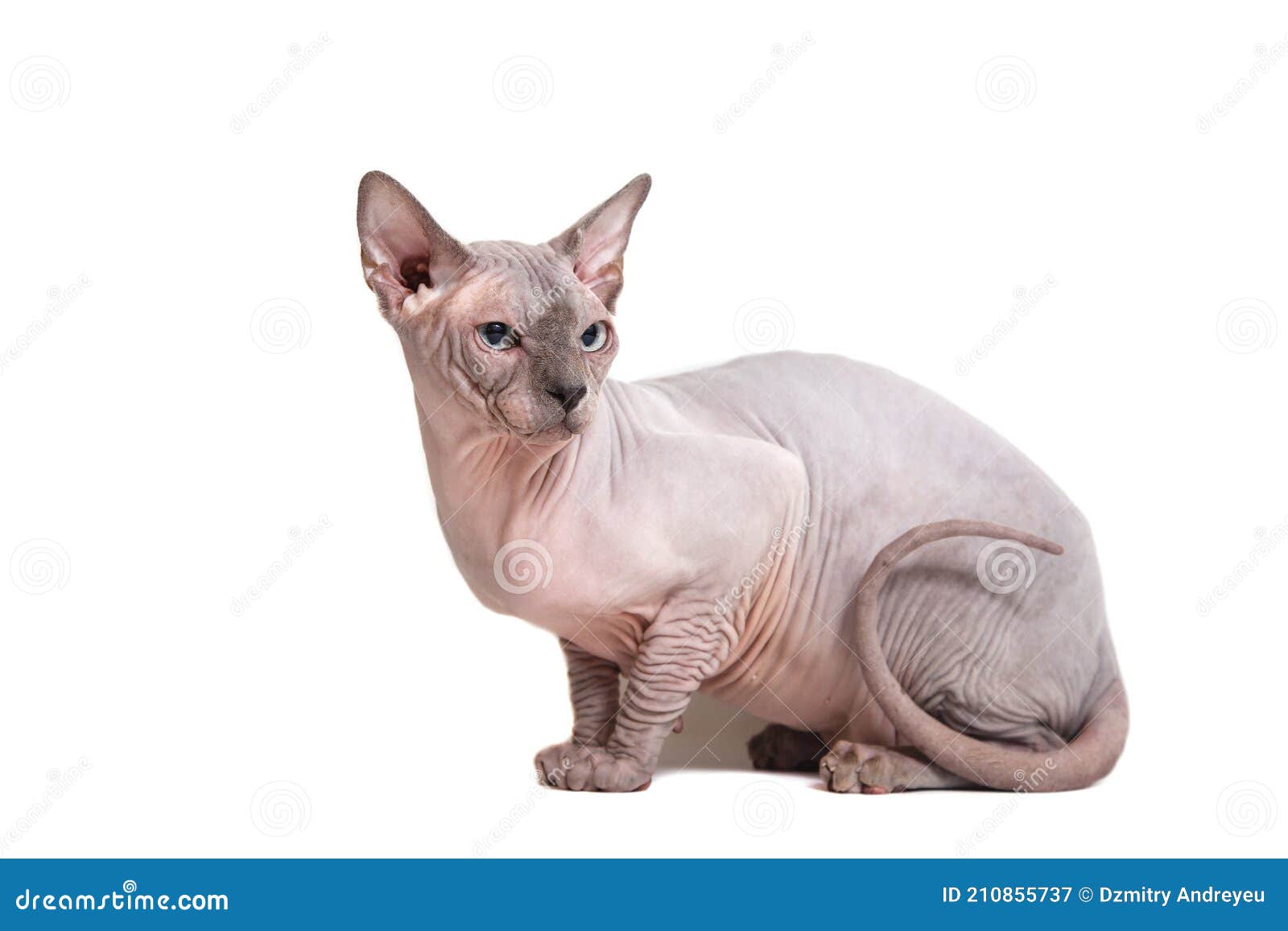 O Gato Calvo Muito Engraçado Sphynx Está Em Seus Patas E Jogos Foto de  Stock - Imagem de temperatura, nanômetro: 131002190