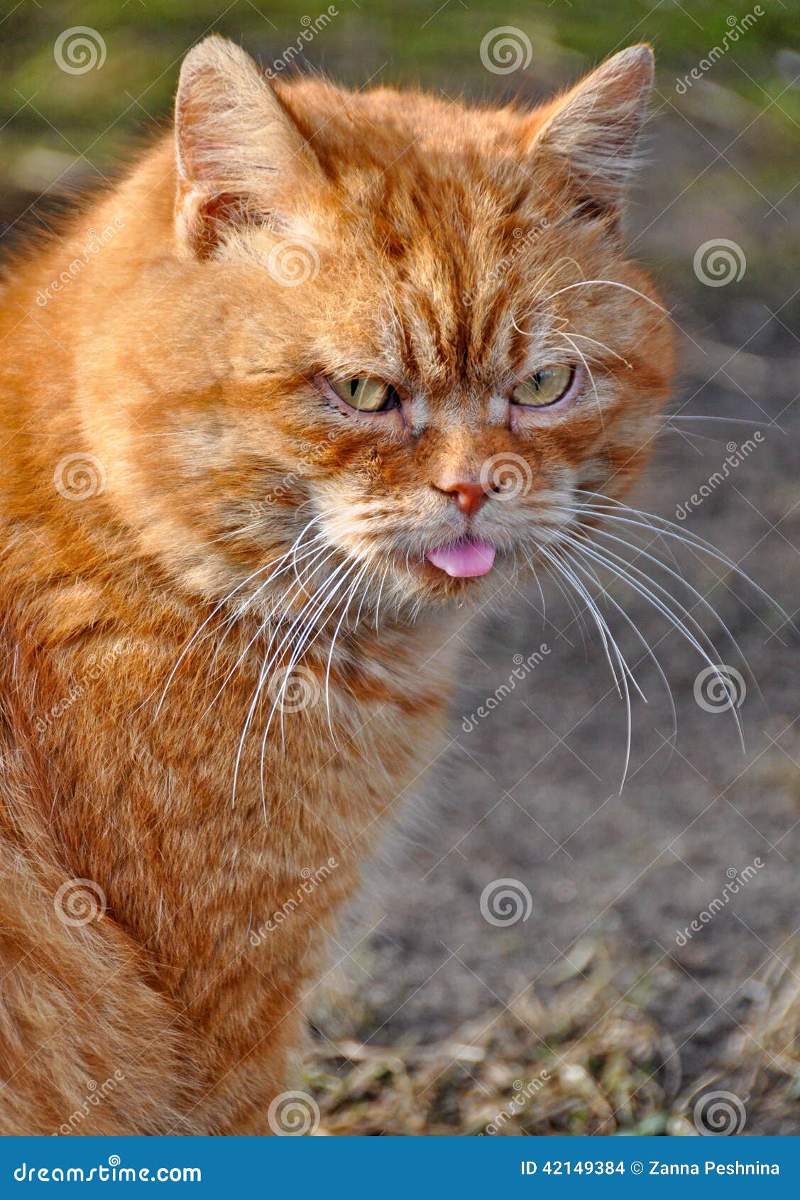 Gato Garfield Del Color Rojo Foto de archivo - Imagen de mascota ...