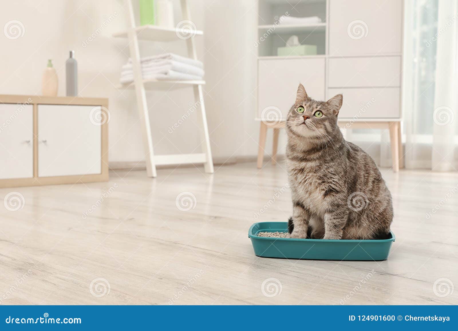 Gato gris adorable en caja de arena dentro Animal doméstico care