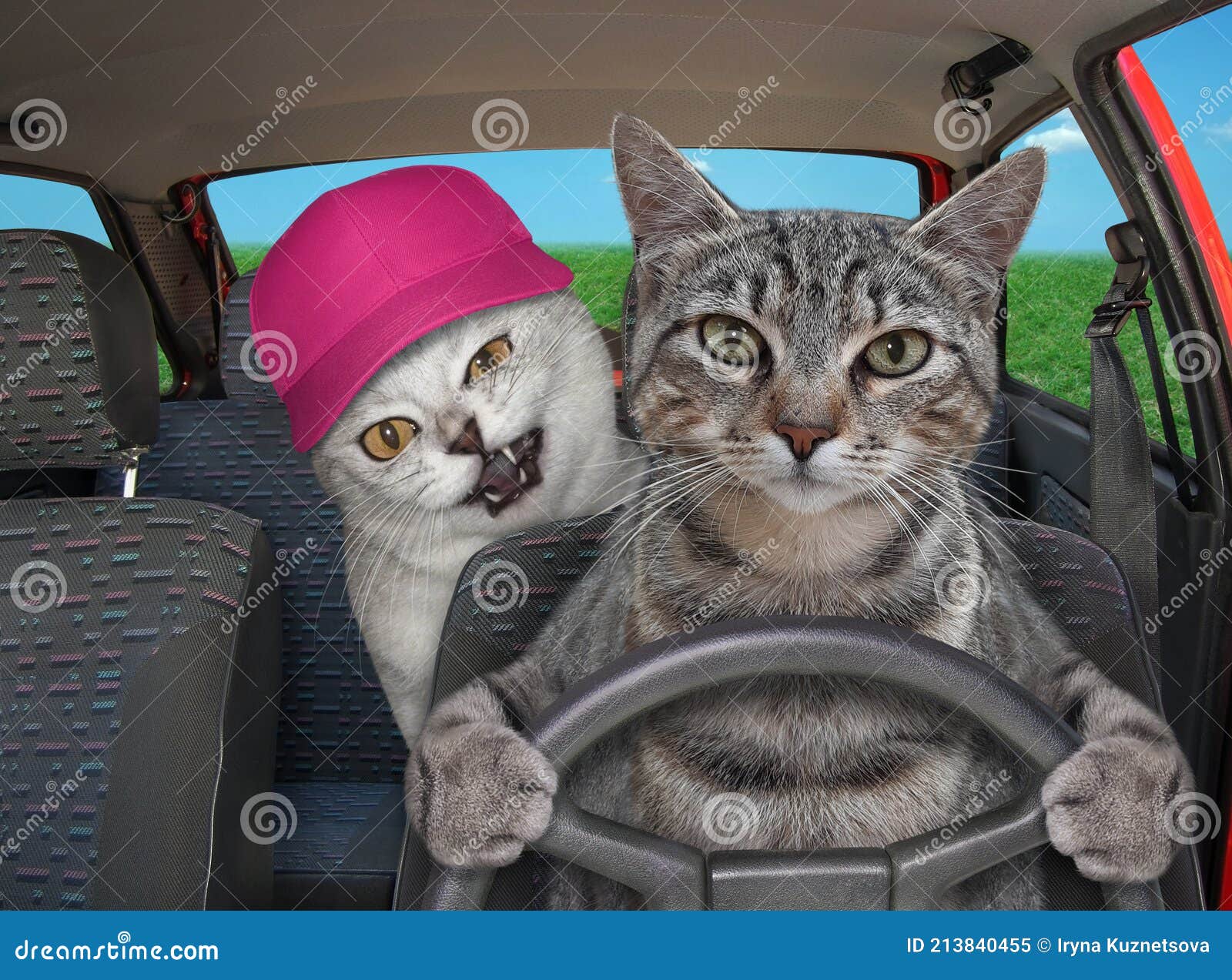 Gato Gris Con Amigo Conduce Coche Imagen de archivo - Imagen de licencia,  creativo: 213840455