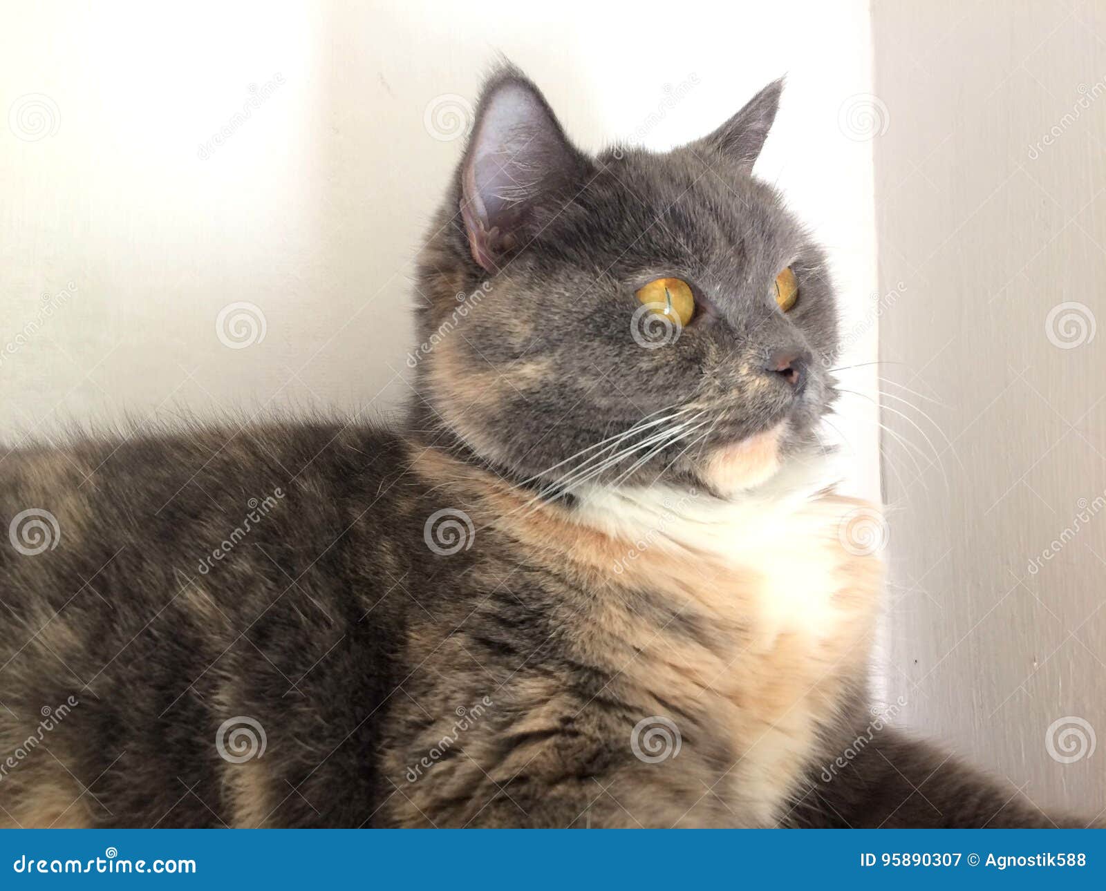 Gato Gris Con Los Ojos Amarillos Imagen de archivo Imagen de