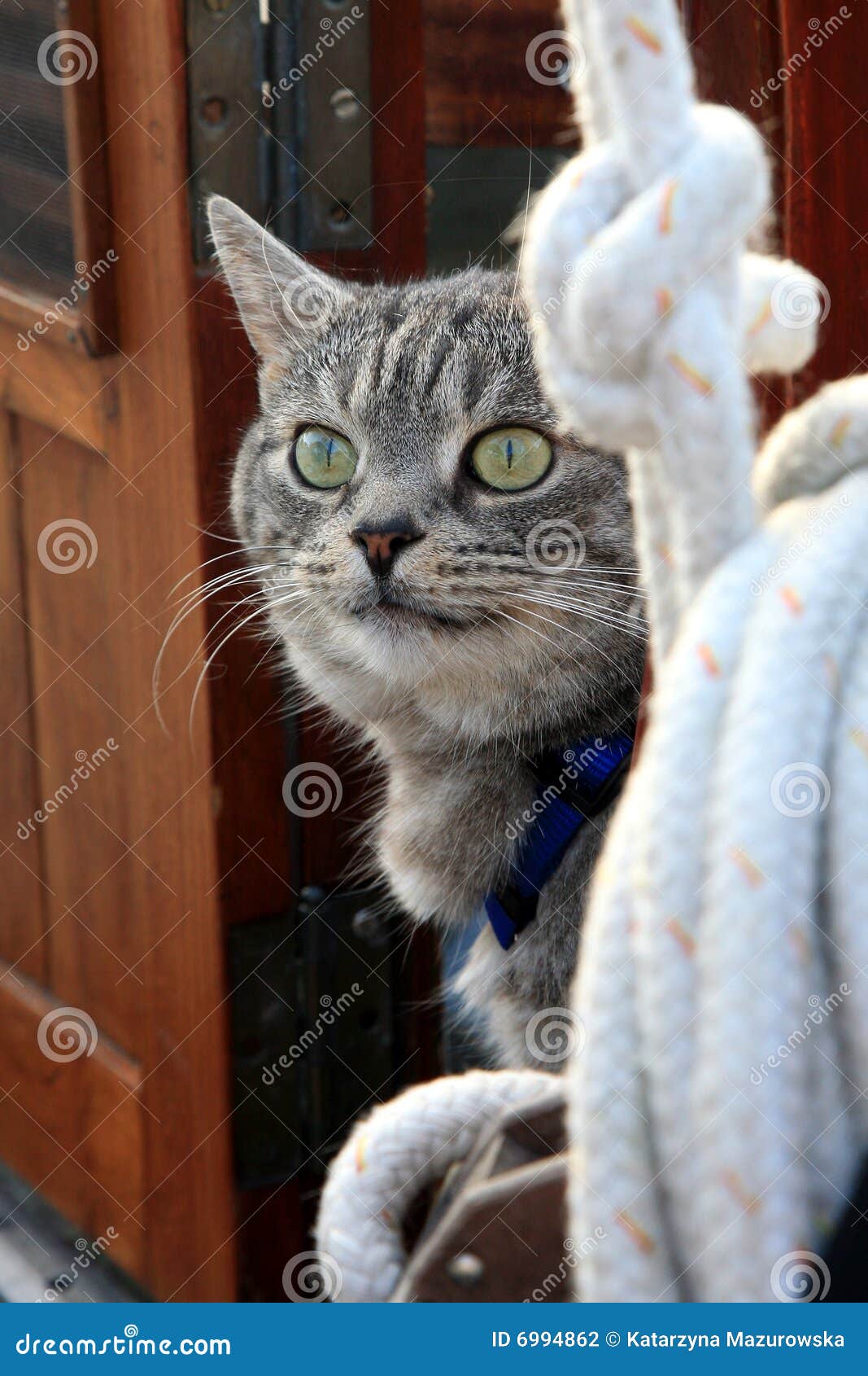 Gato gris en el yate foto de archivo. Imagen de marcos 6994862