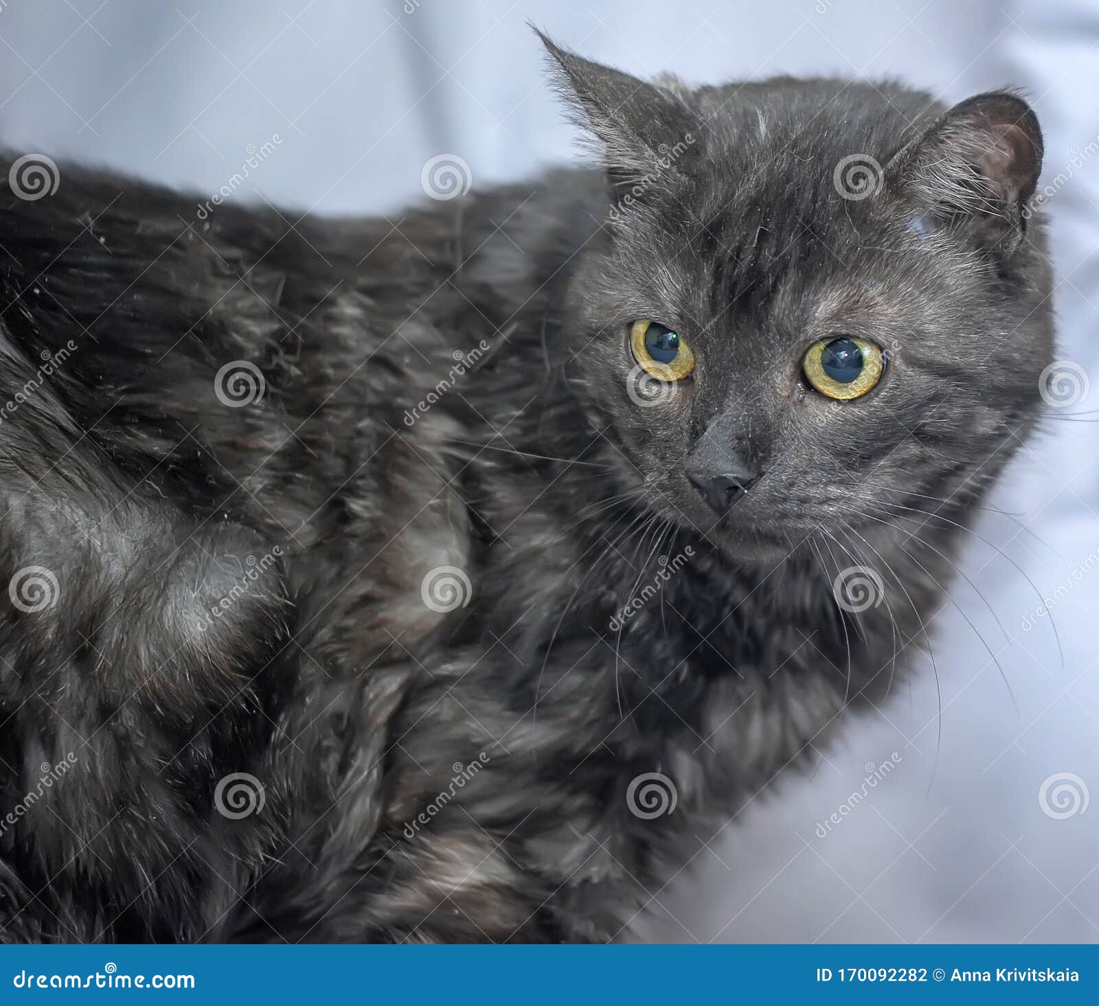 Gato Gris Oscuro Con Ojos Amarillos Foto de archivo Imagen de casta