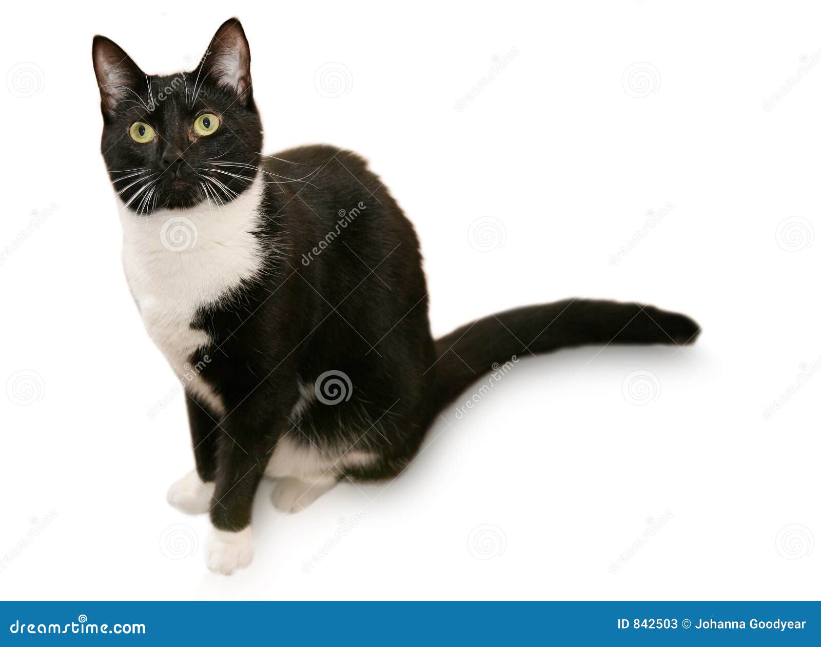 Gato Hermoso Del Smoking Fotos de archivo - Imagen: 842503