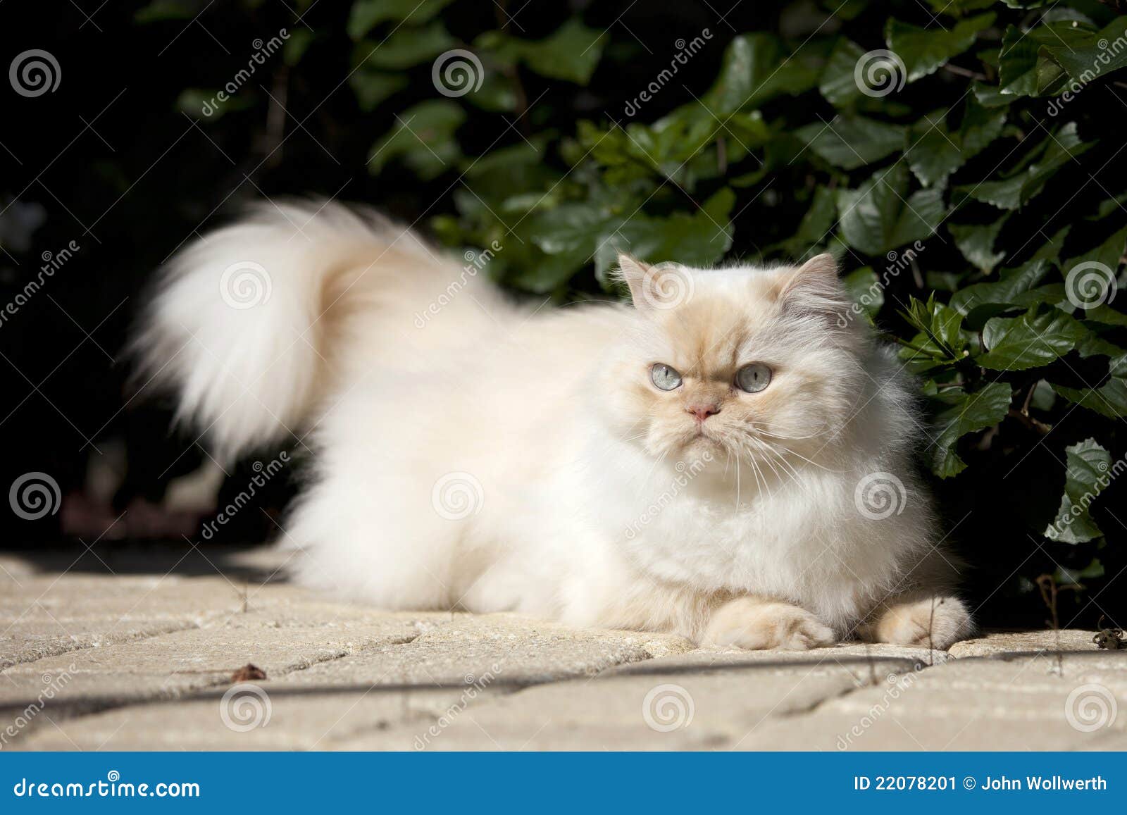 Gato Himalaya imagen de archivo. Imagen de azul, exterior - 22078201, image size:1600x1157