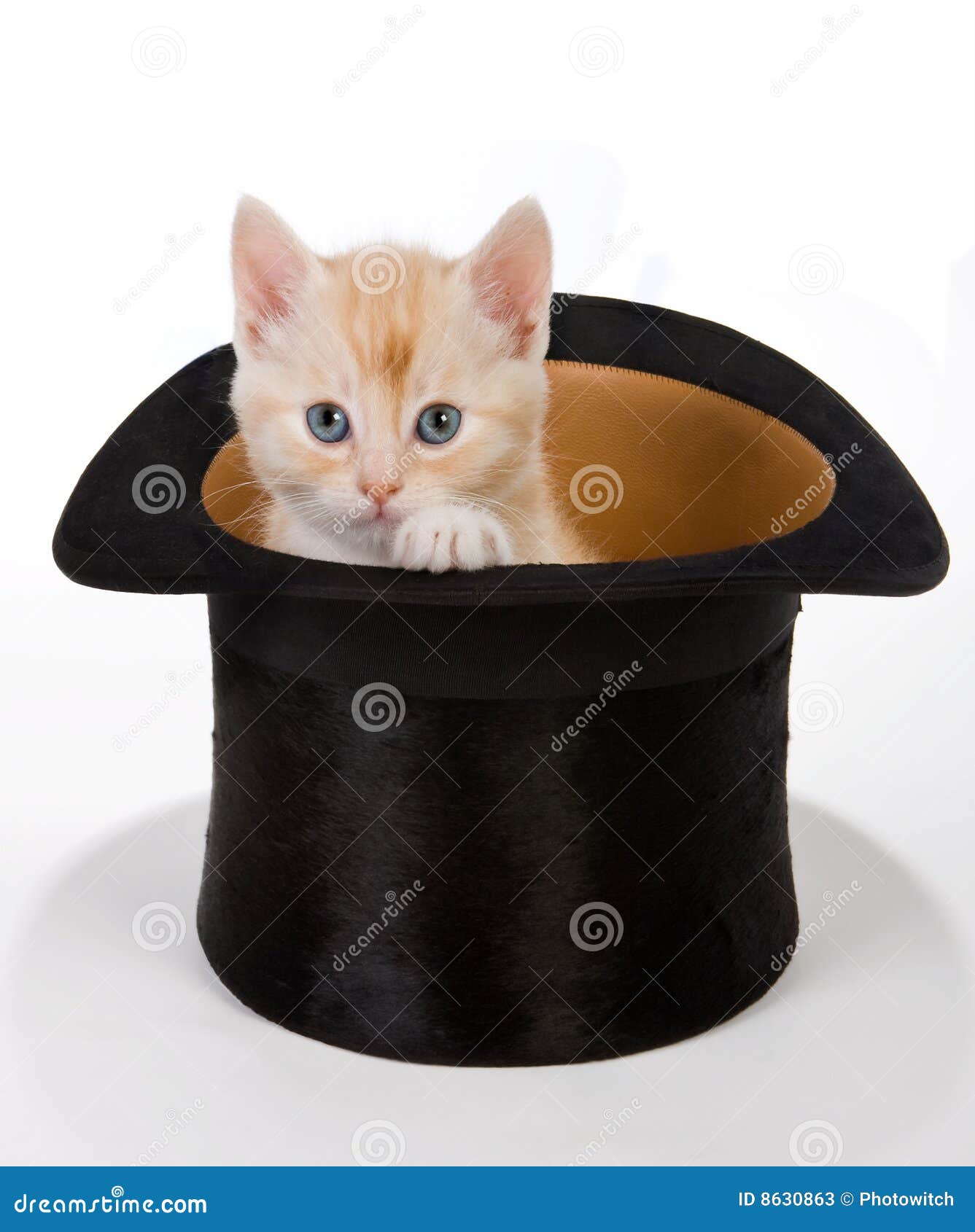 Gato mágico imagem de stock. Imagem de pelaria, maca, pequeno