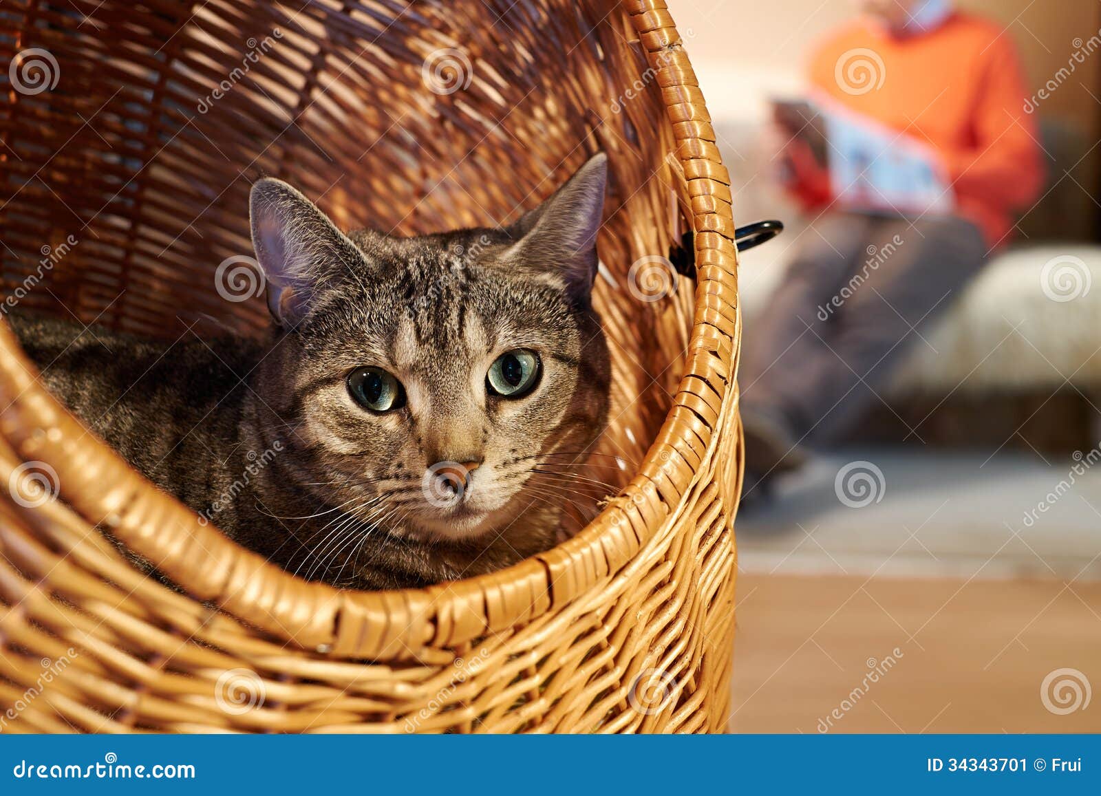 Um pequeno gatinho vermelho olha para fora de uma cesta de vime