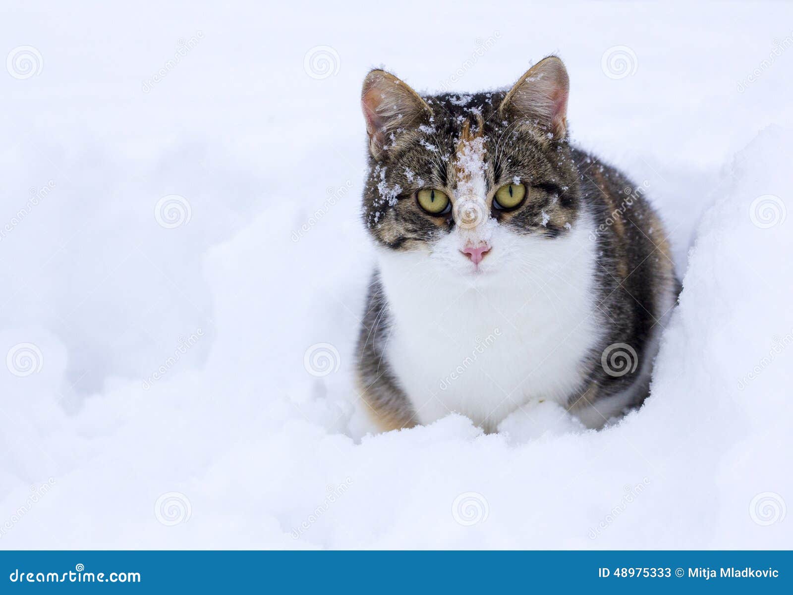 GATOS na NEVE pela primeira vez ❄️🐈 (Vídeos FOFOS) 