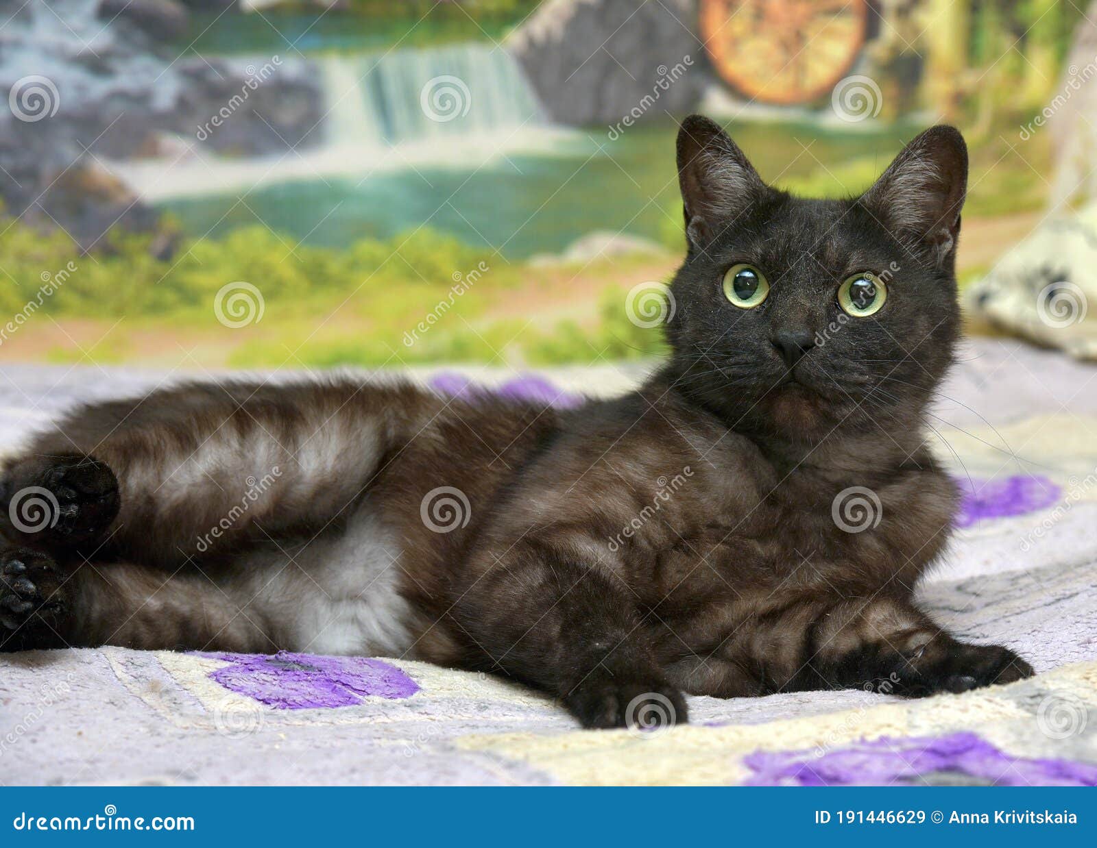 Gato Negro Con Abrigo Blanco En El Sofá Imagen de archivo Imagen de