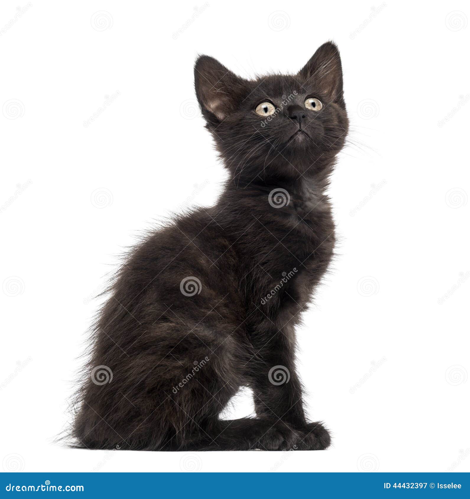 grado Extra desesperación Gato Negro, Gatito (2 Meses) Imagen de archivo - Imagen de salir, joven:  44432397
