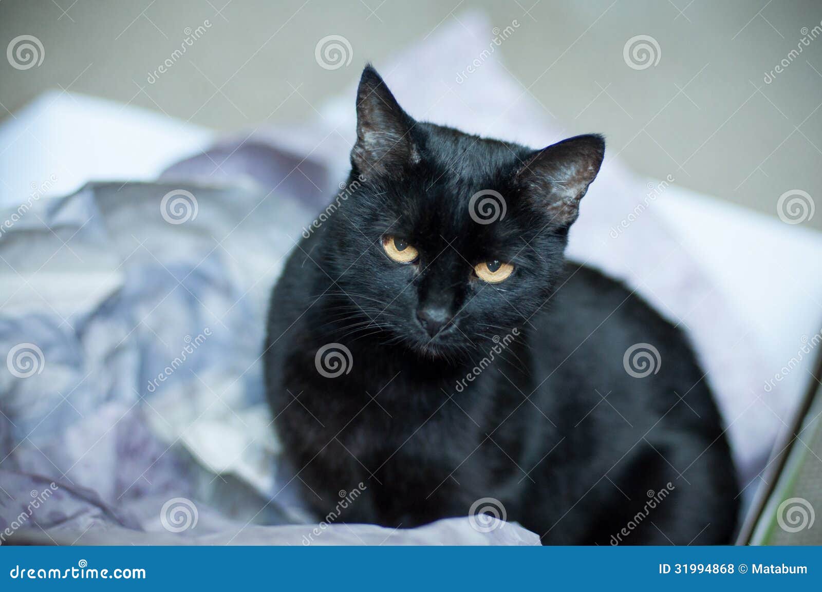 Gato negro peligroso. Detalle del gato negro con los ojos amarillos