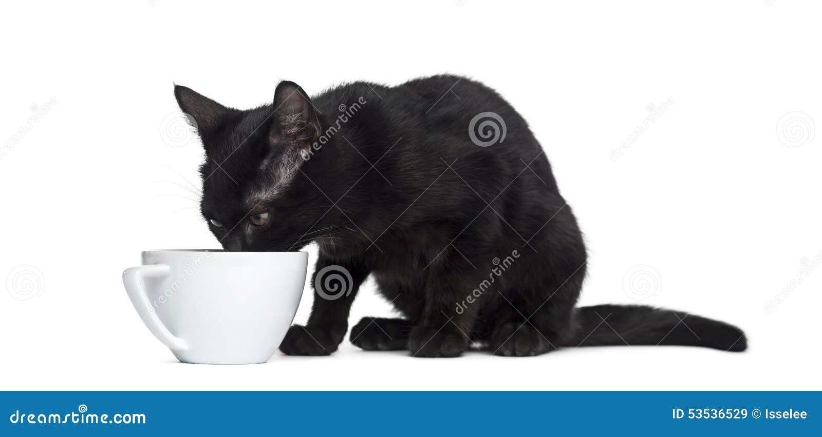 Taza gato blanco y negro