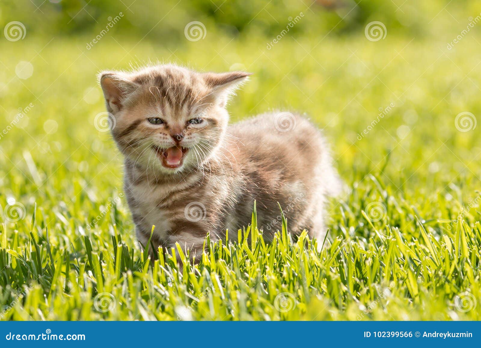 Corte O Jogo Do Gatinho Do Bebê Foto de Stock - Imagem de miado, gato:  116003432