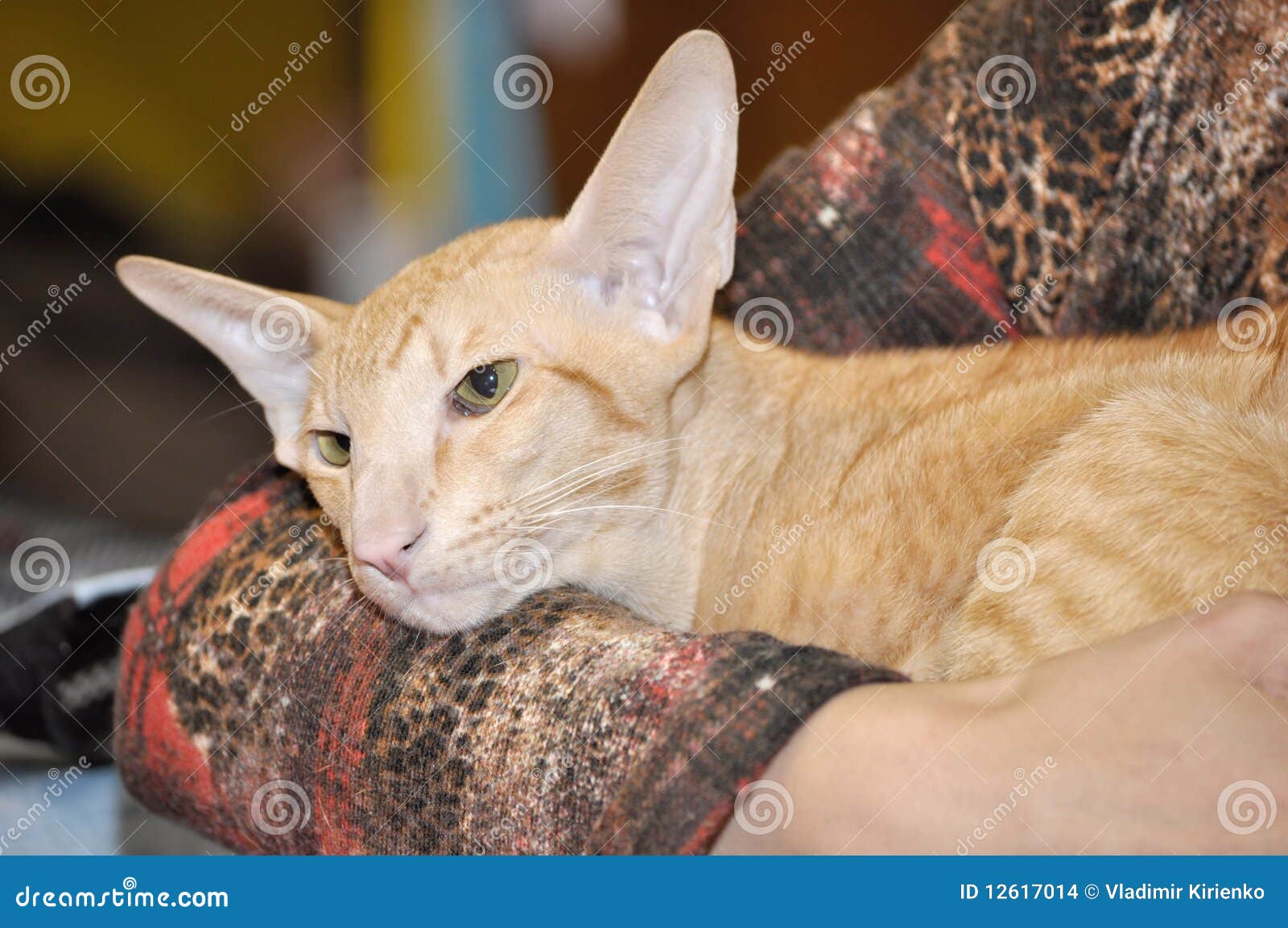 Cómo identificar el estrés en tu gato, image size:1600x1153