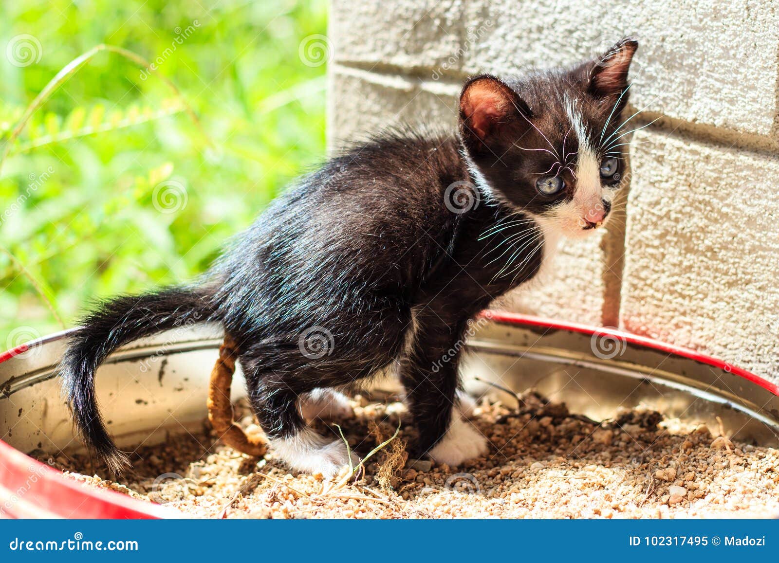 Gato Pequeno Que Pooping Na Areia Imagem de Stock Imagem de popa