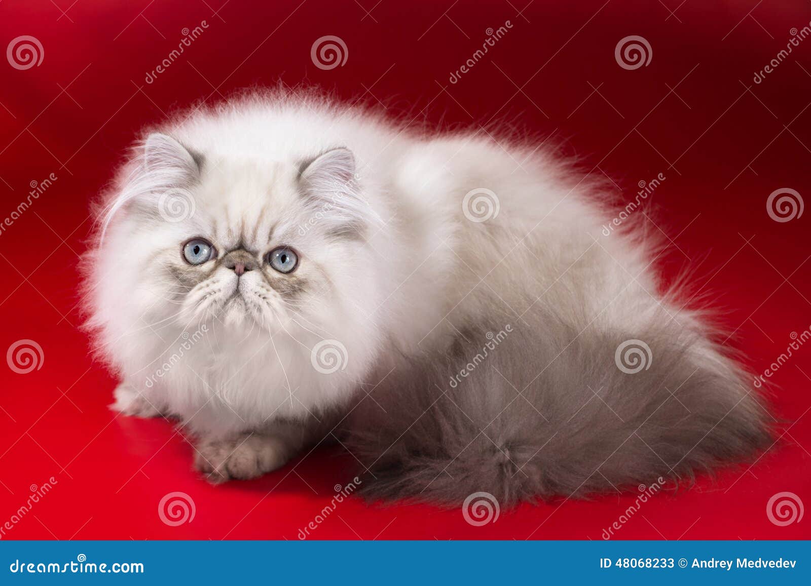 Gato Persa Imagen De Archivo Imagen De Fondo Mascota Gato Persa Imagen De Archivo Imagen De Fondo Mascota