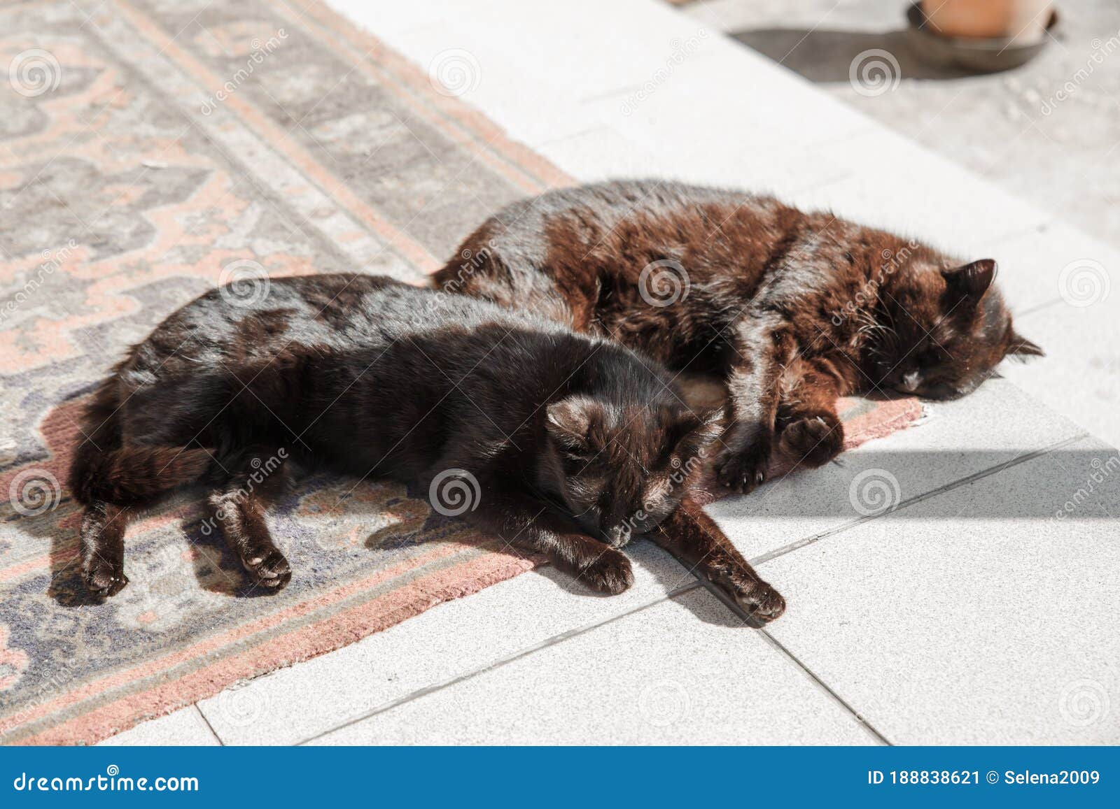 Três Gatos Pretos Estão Olhando Para Cima. Amigos Para Sempre