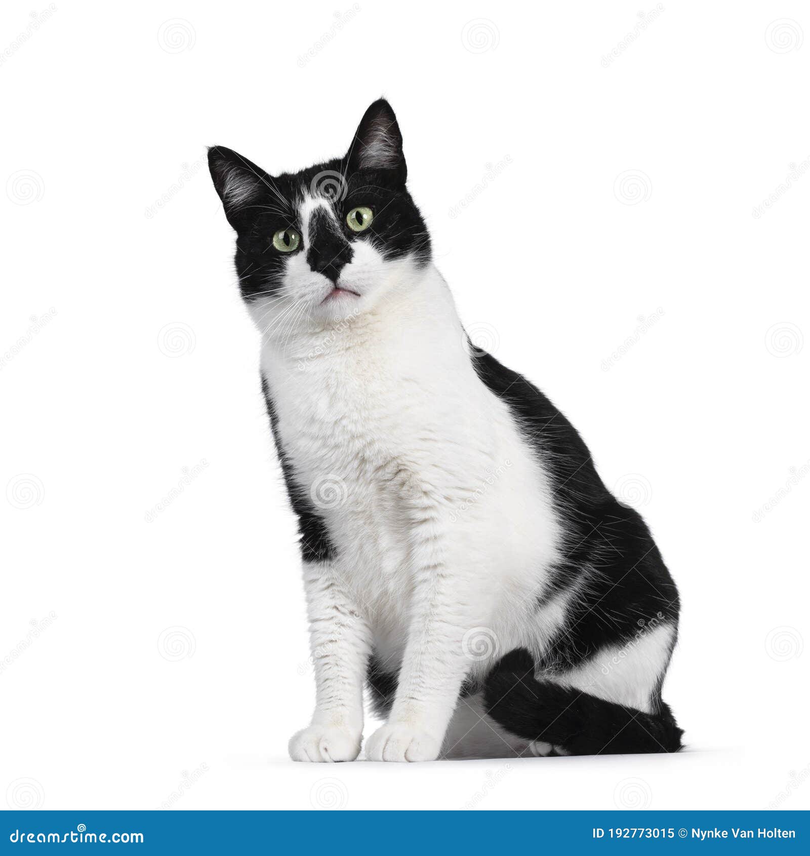 Retrato De Um Gato Preto Com Um Pescoço Branco Olhando Para O Jogo a  Distância Foto de Stock - Imagem de distância, cauda: 221727350