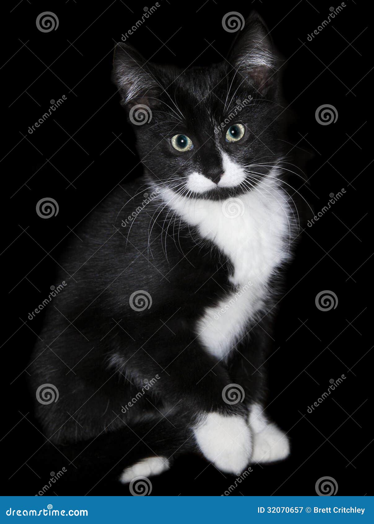 Jogo do gato preto imagem de stock. Imagem de preto, branco - 66726499