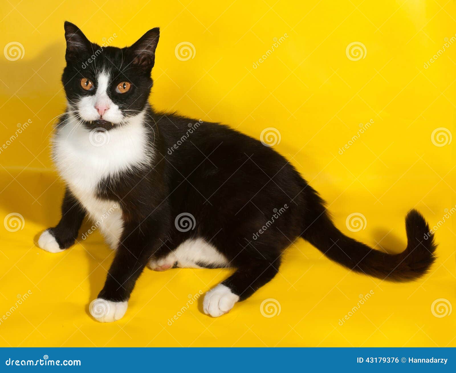 Foto de O Gato Preto Engraçado Rasgou O Papel Amarelo E Olhando Acima Jogo  De Gato e mais fotos de stock de Gato doméstico - iStock