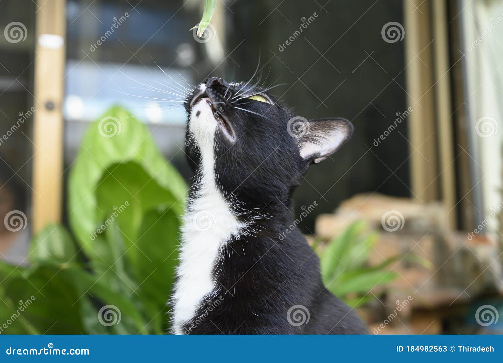 Jogo do gato preto imagem de stock. Imagem de preto, branco - 66726499