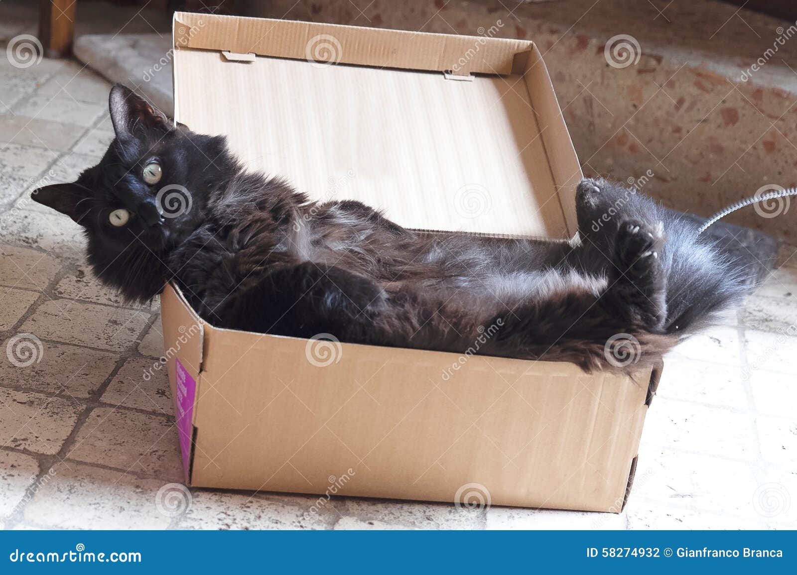 Corte O Jogo Do Gatinho Do Bebê Foto de Stock - Imagem de miado, gato:  116003432