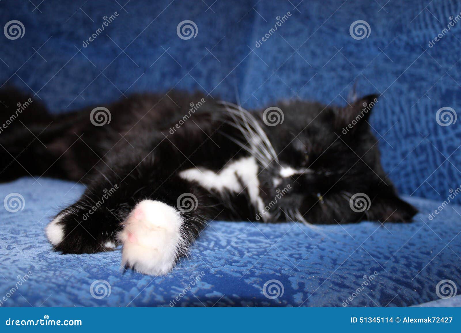 Gato Preto Que Dorme No Sofá Azul Foto de Stock - Imagem de macho, olho:  51345114, image size:1600x1157
