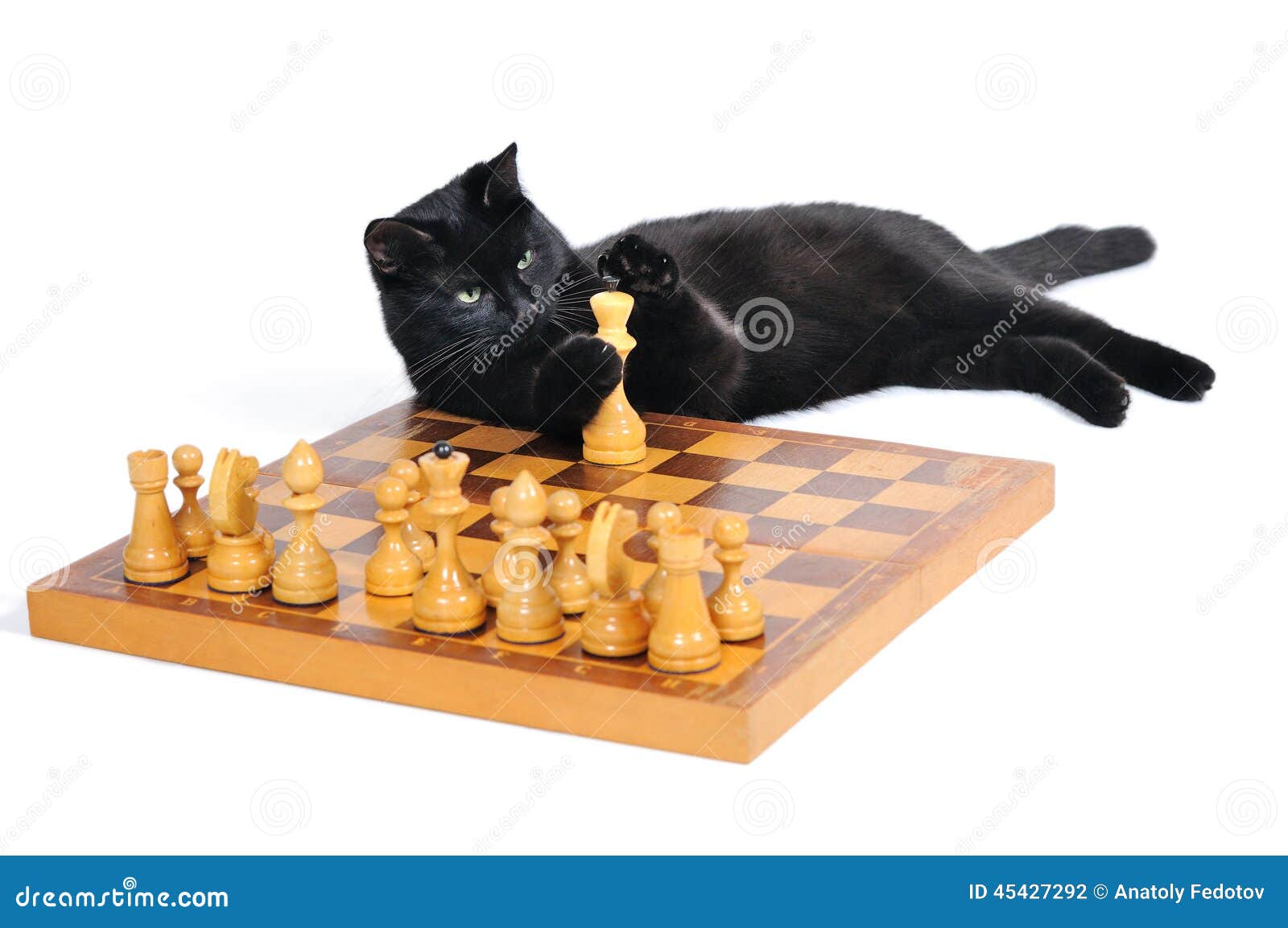 Gato jogando xadrez
