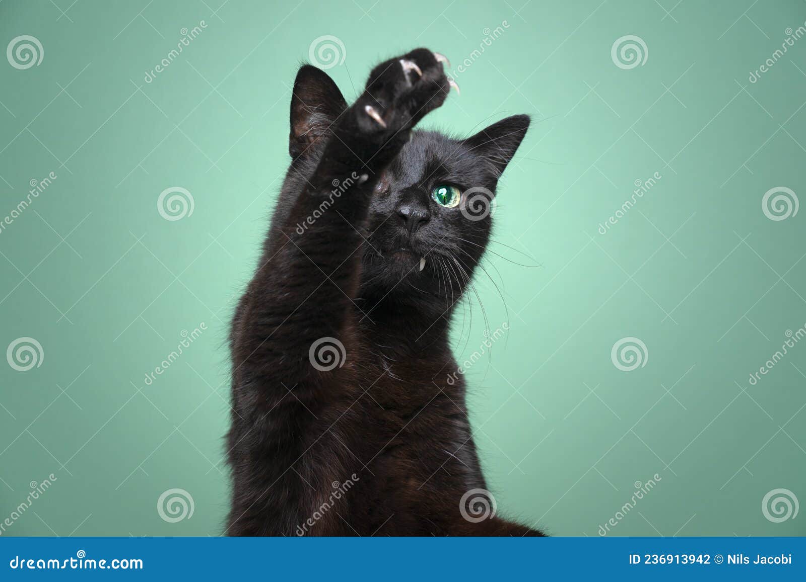 Jogo do gato preto foto de stock. Imagem de fundo, saltar - 18338146