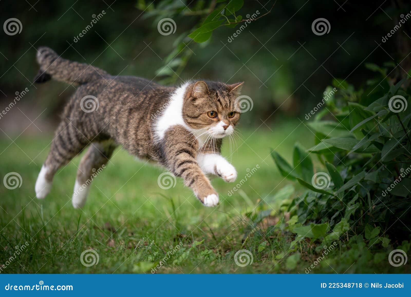 Gato Joga Basquete No Campo 3 Imagem de Stock - Imagem de prado, feriado:  177096899