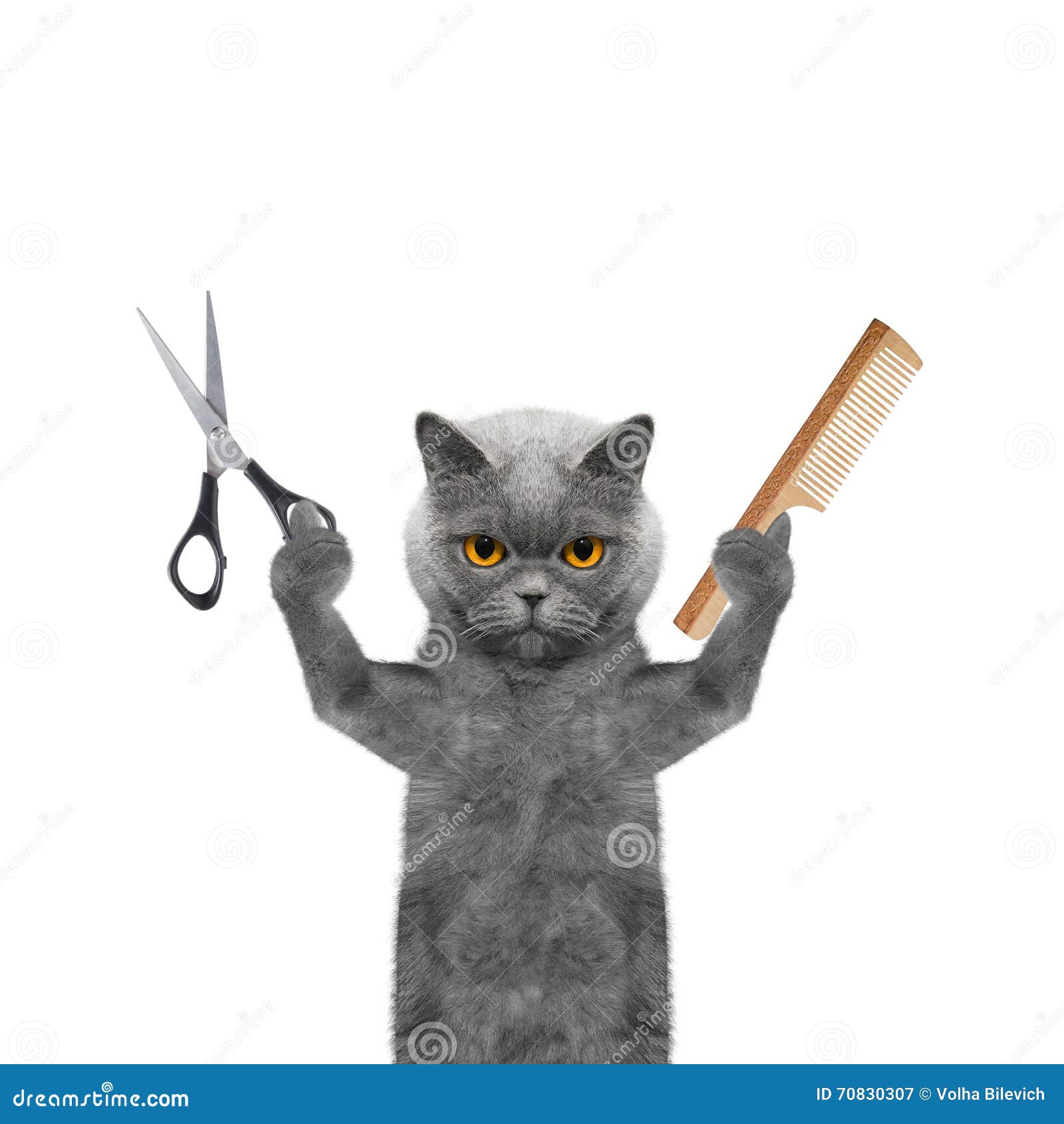 Gato Que Faz a Preparação Com Tesouras E Pente Imagem de Stock Imagem