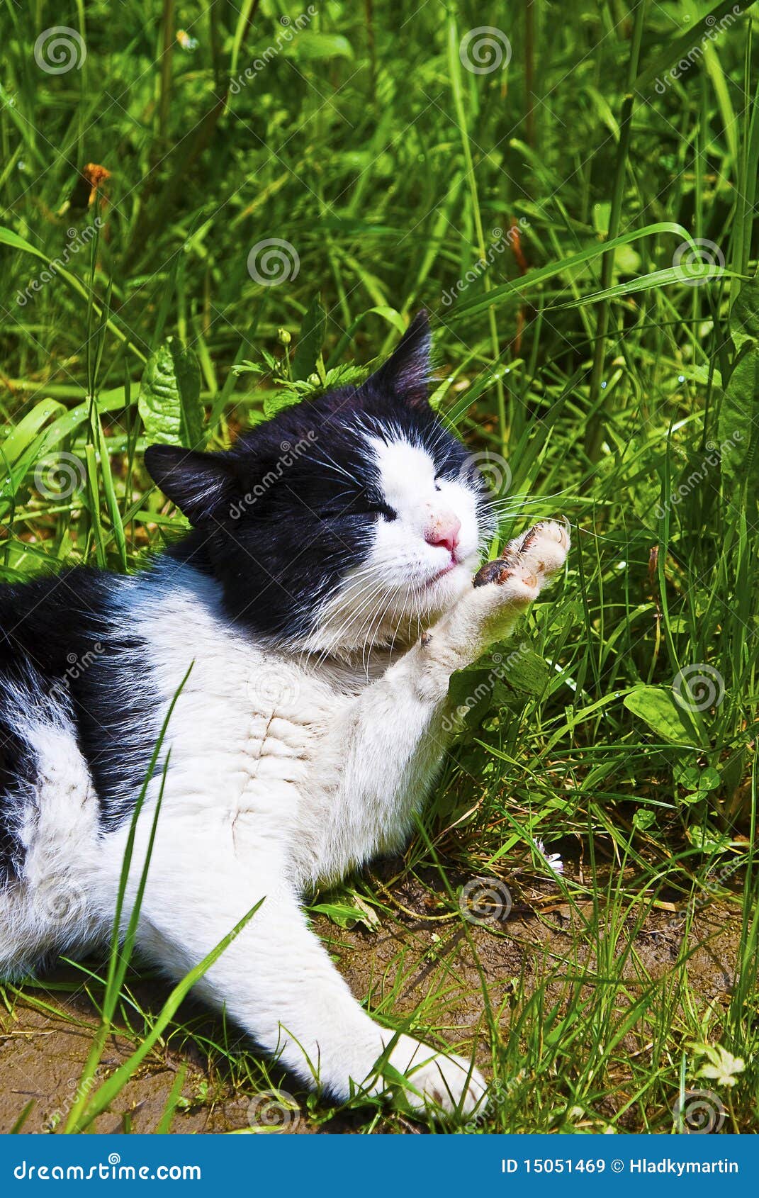 Gato que lambe seu pé. Gato bonito que coloca na grama e que limpa seu pé