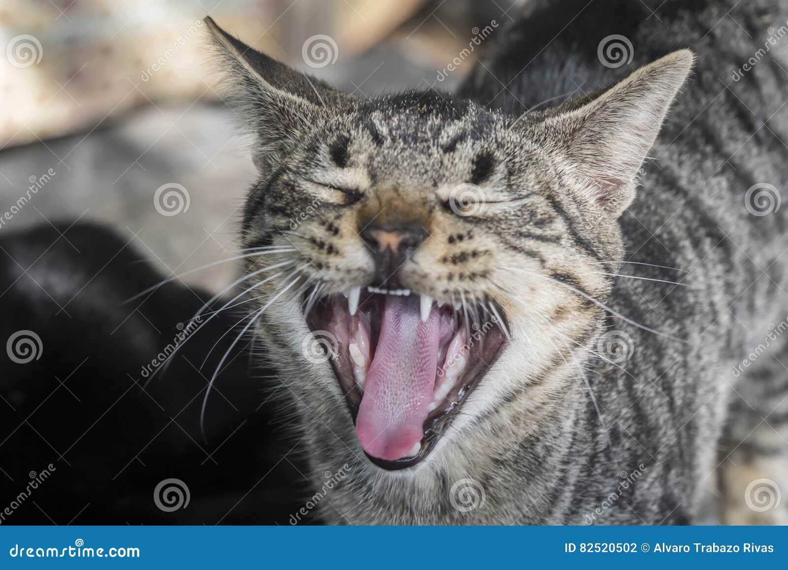 Corte O Jogo Do Gatinho Do Bebê Foto de Stock - Imagem de miado, gato:  116003432