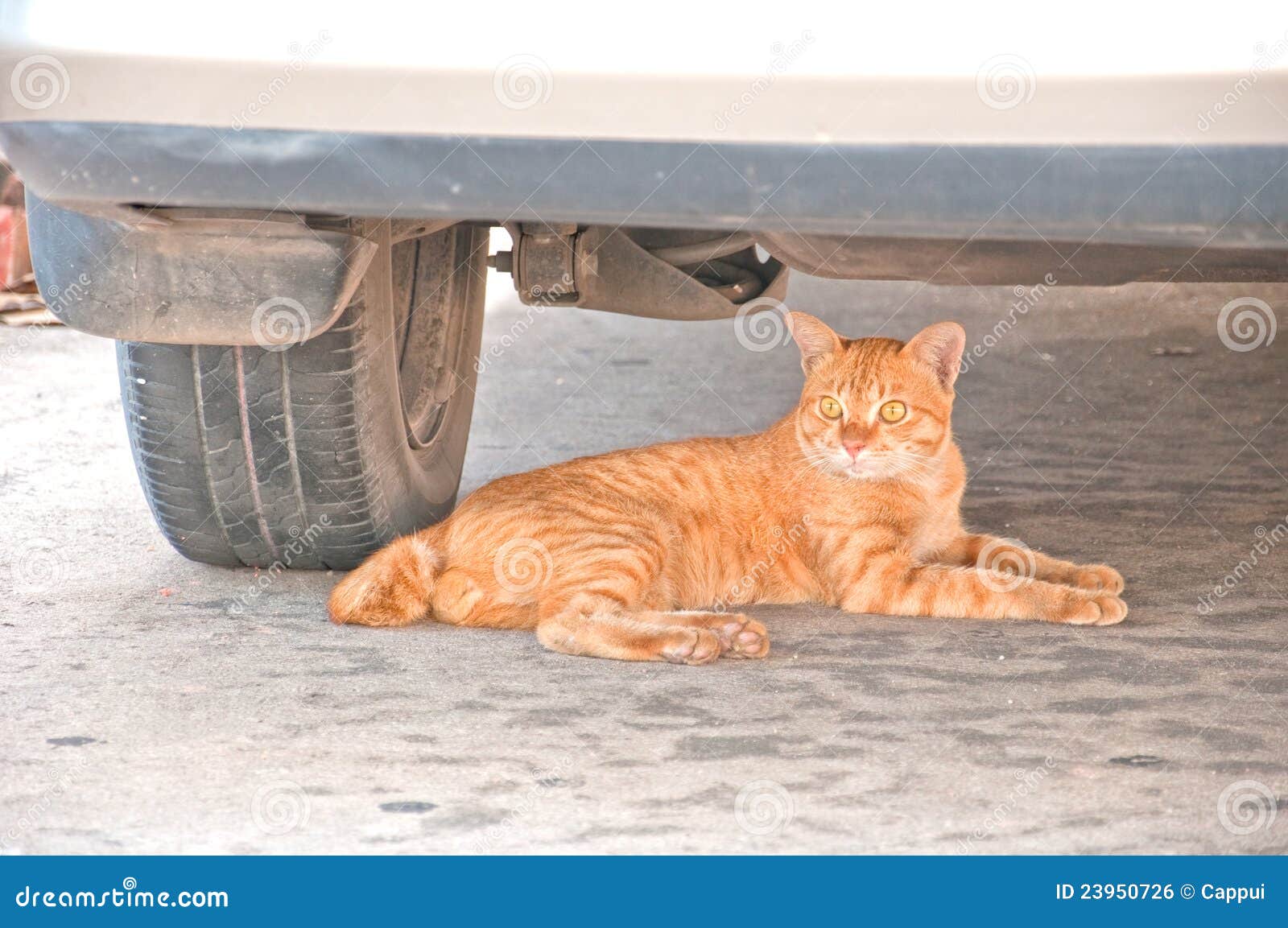 Gato Que Miente Bajo El Coche Bajo El Coche Foto de archivo - Imagen de  deslumbrar, raya: 23950726