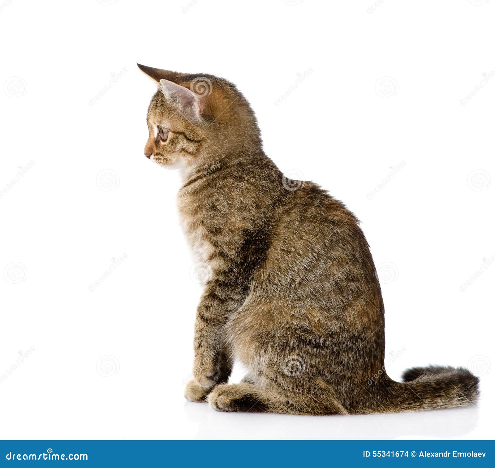 Gato Que Se Sienta En Perfil Aislado En El Fondo Blanco Foto de archivo