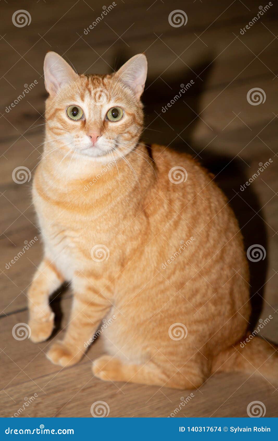 Un gato rojo anaranjado de color amarillo oscuro de Shorthair del europeo que se sienta derecho mirando la cámara