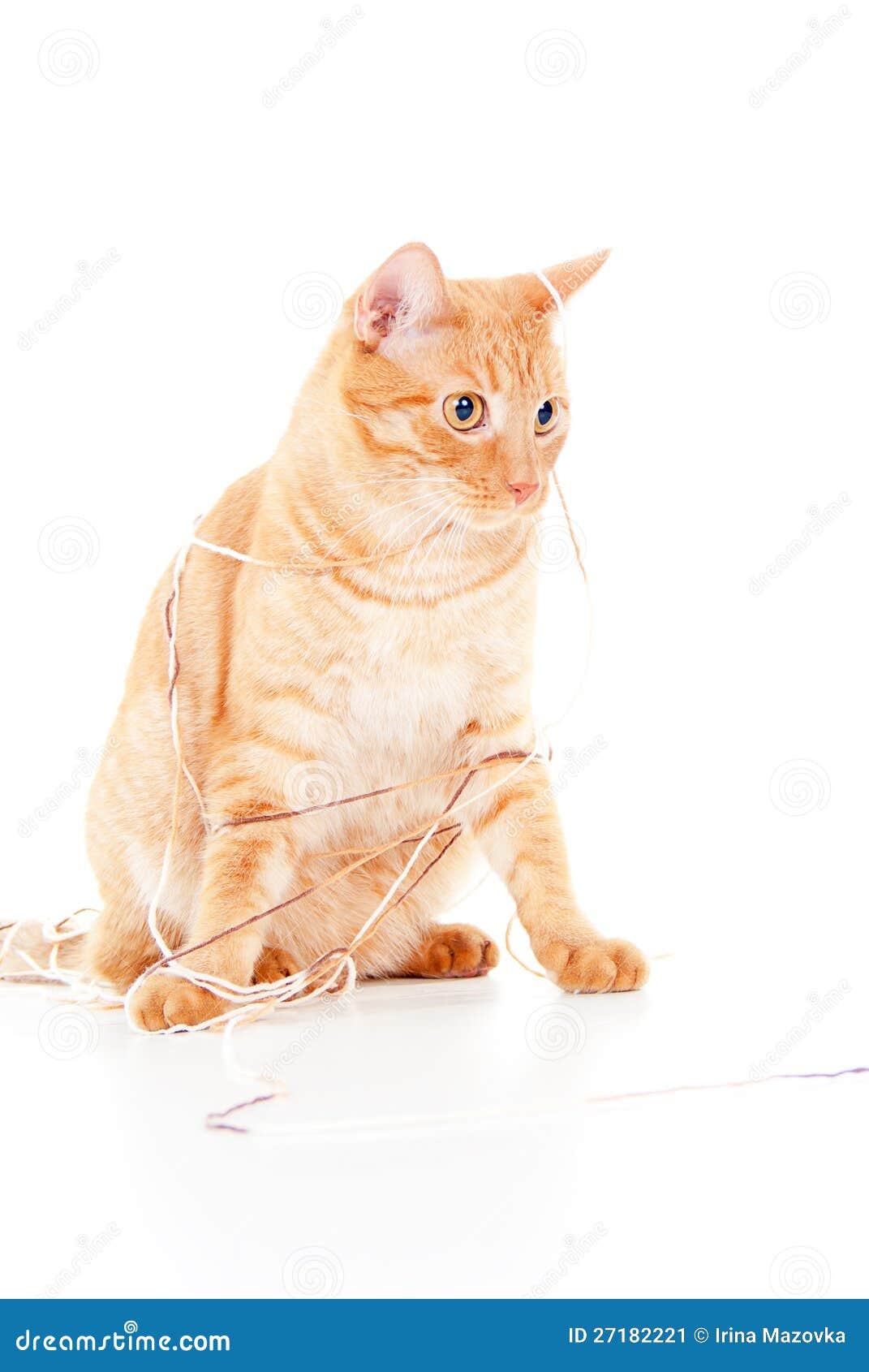 Gato rojo en una cuerda de rosca. Gato rojo enredado en una cuerda de rosca