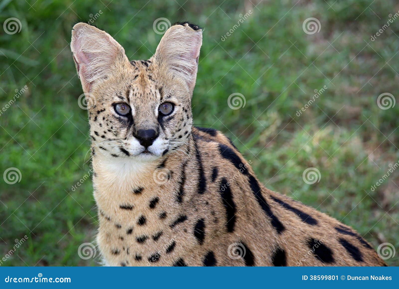 Gato salvaje del Serval imagen de archivo. Imagen de rayas 38599801