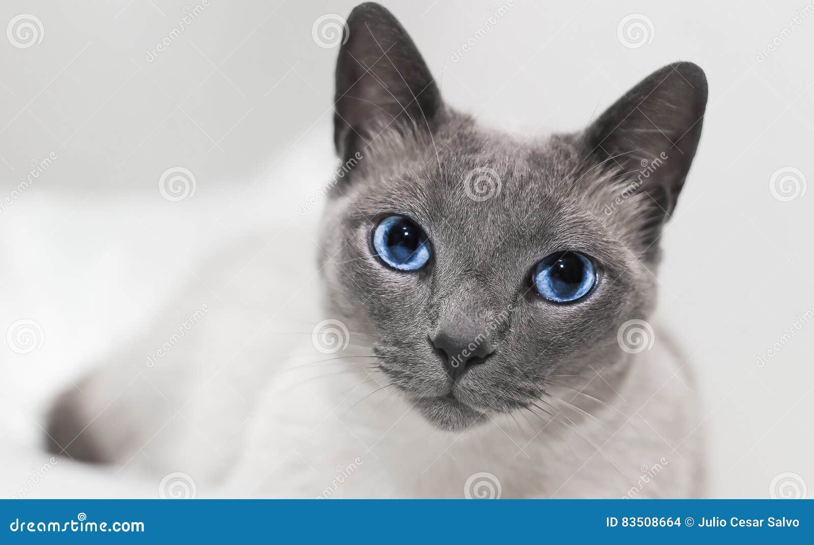 Gato Siamés Que Relaja Ojos Azules Foto de archivo Imagen de siamés