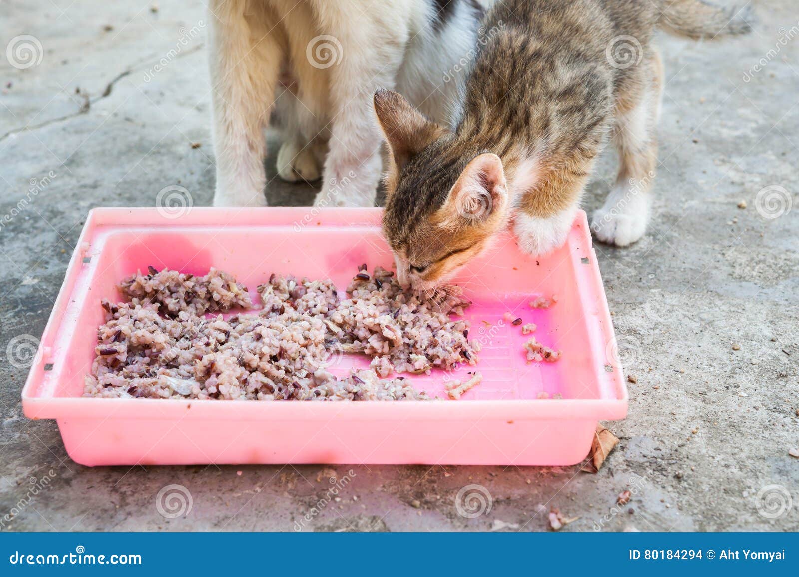Кошка ничего не ест. Коты бездомные едят корм. Котенок который неаккуратно ест.