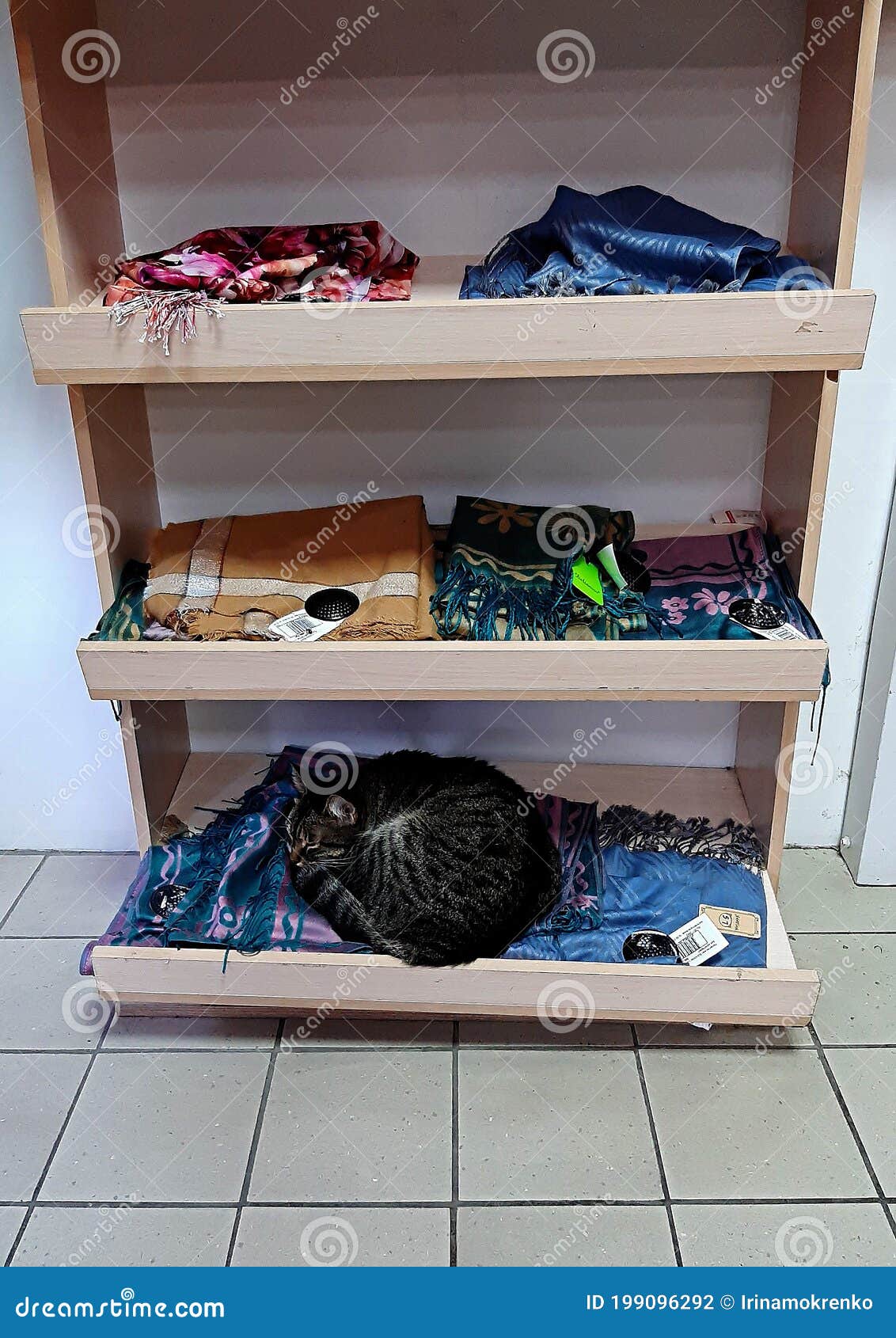 Gato Tendido En La Tienda El Estante Con Foto - Imagen de departamento, estantes: 199096292