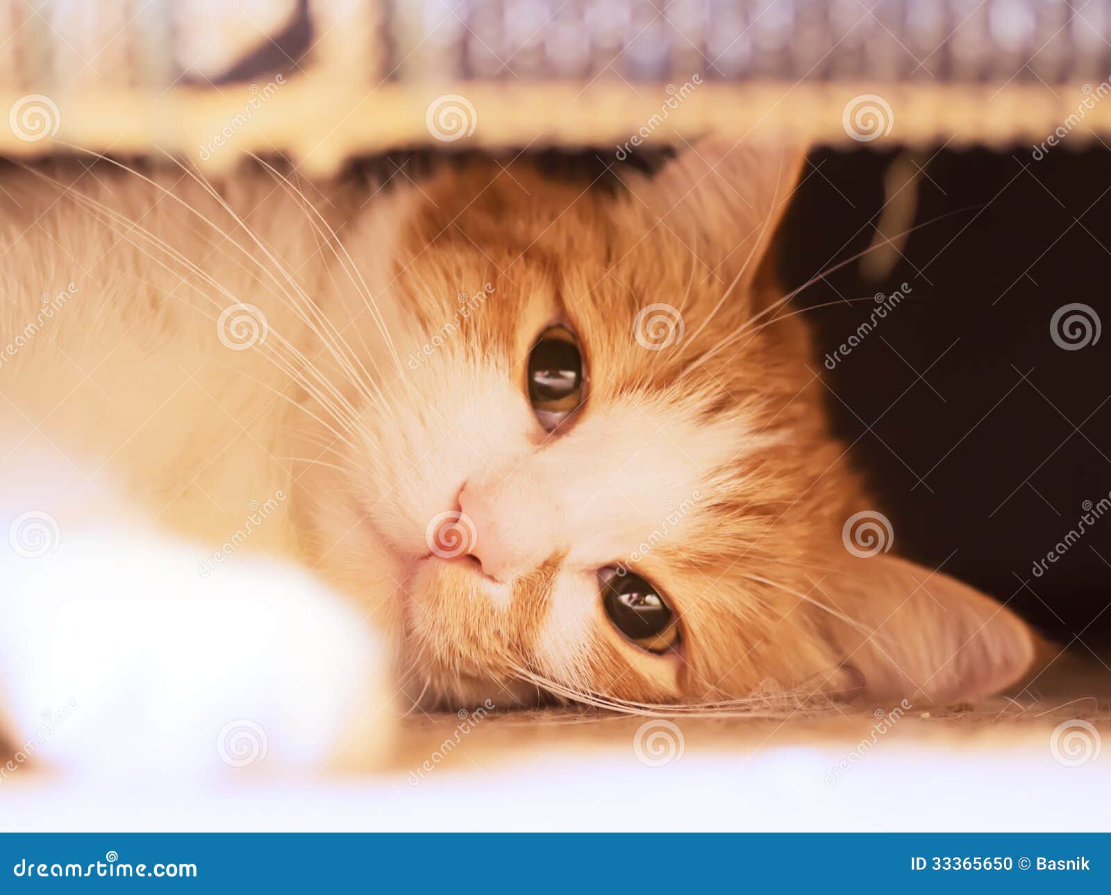 304,595 Fotos de Stock de Gato Homem Triste - Fotos de Stock Gratuitas e  Sem Fidelização a partir da Dreamstime