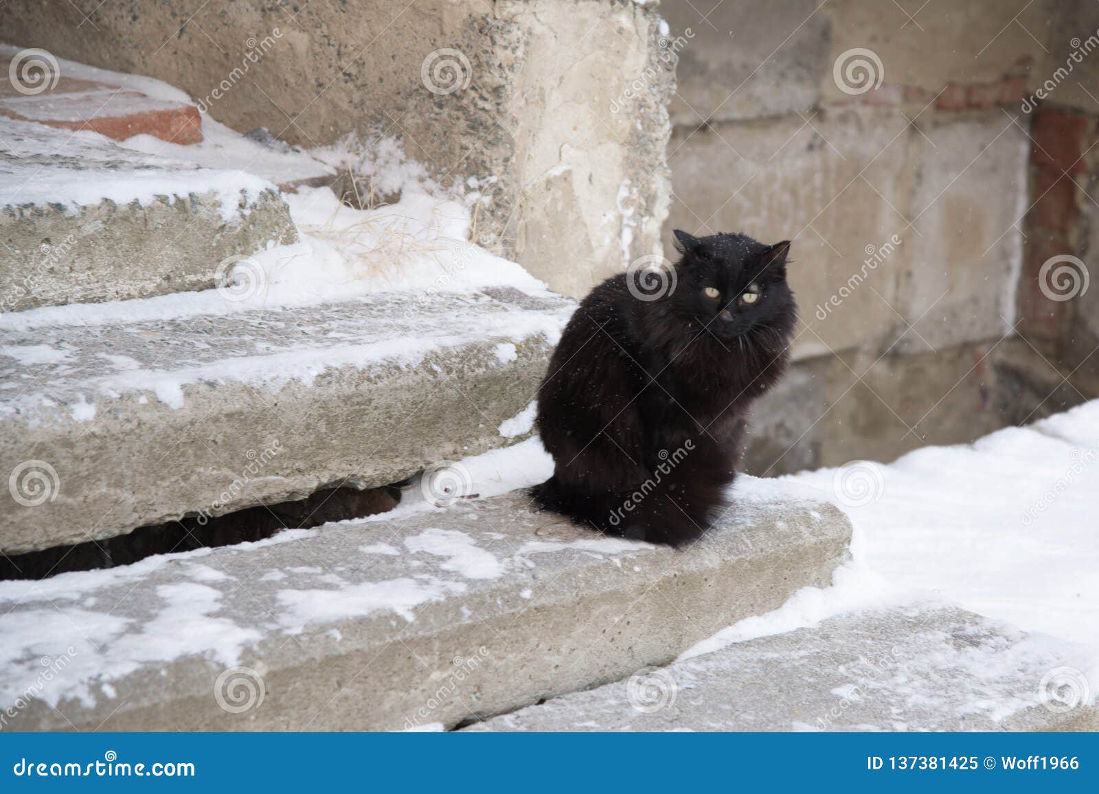 Gatos Abandonados De La Calle, Abuso Animal, Tristeza Imagen de archivo - Imagen de piel, doméstico: 137381425 Gatos Abandonados De La Calle, Abuso Animal, Tristeza Imagen de archivo - Imagen de piel, doméstico: 137381425