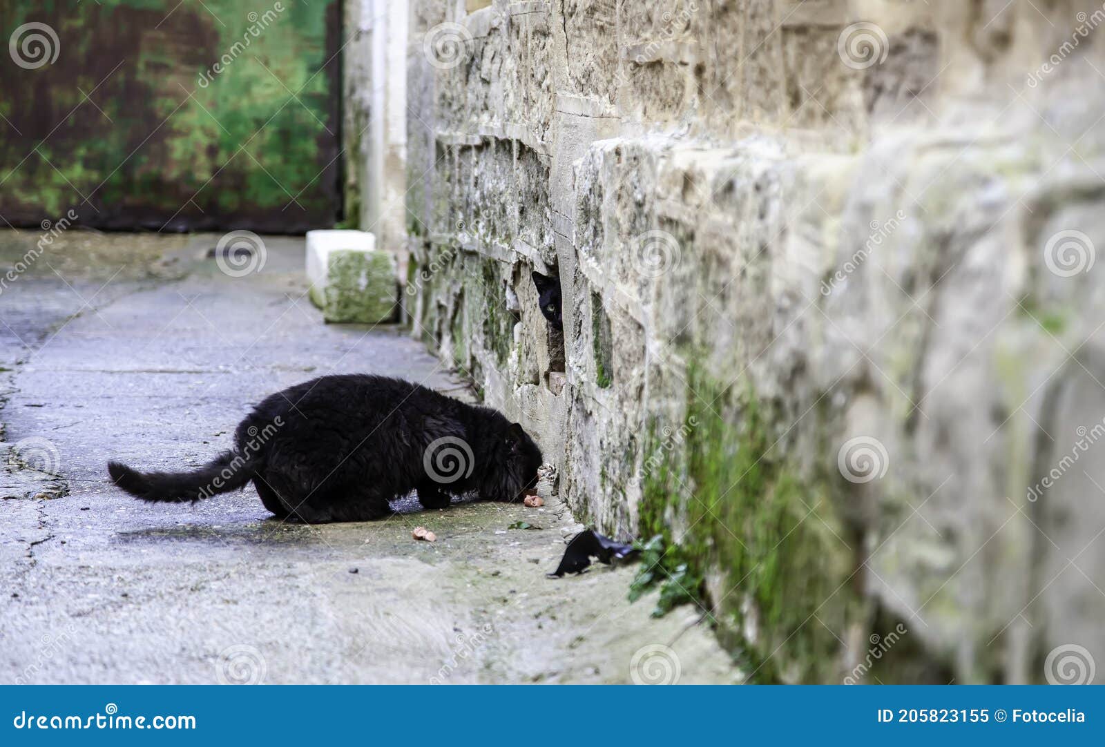 Gatos Callejeros Abandonados Imagen de archivo - Imagen de negro, felino: 205823155 Gatos Callejeros Abandonados Imagen de archivo - Imagen de negro, felino: 205823155