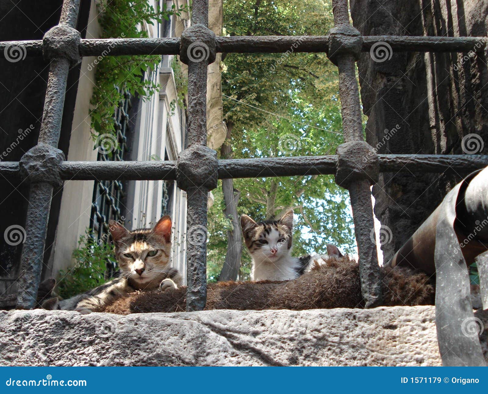 Gatos de Oriente. Gatos que descansam em um indicador do backyarw do mosk em Istambul