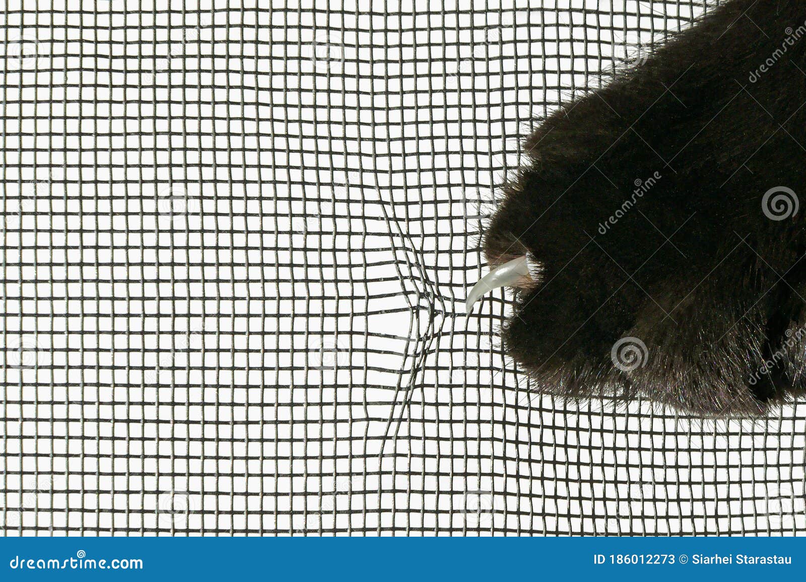 Gatos garra la mosquitera imagen de archivo. Imagen de prohibido - 186012273